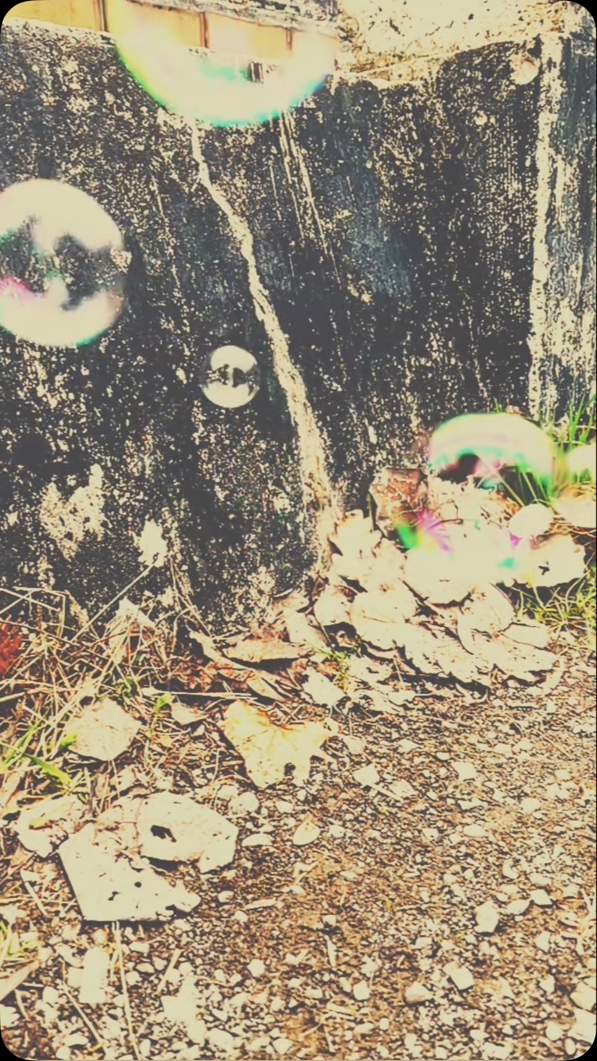 „The Promise“ drops tomorrow 🫧
#lifeisgoodwithrosewood #swissmusic #musicfromswitzerland #americana #countrymusic #thepromise #lovesongs❤️