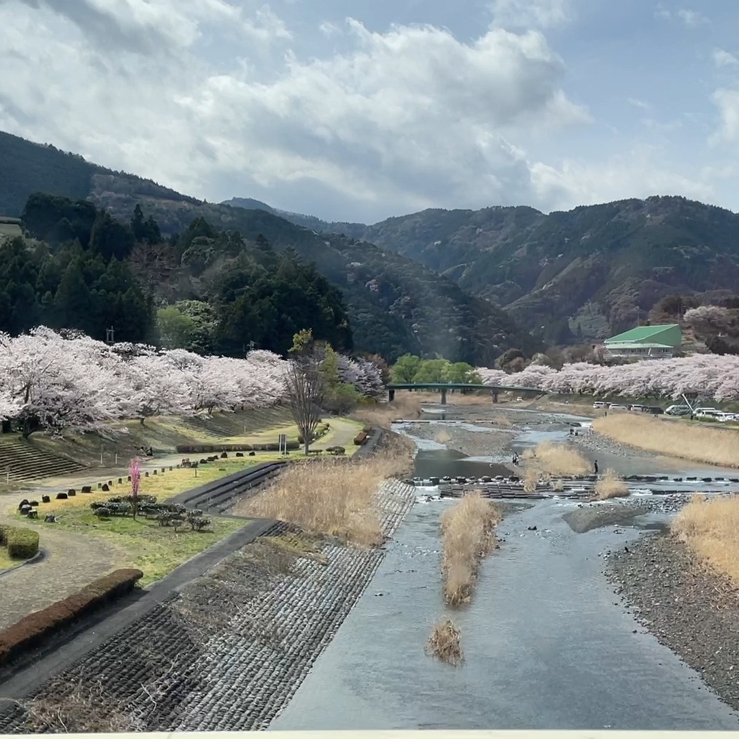 Sakura will be blooming very soon! Why don't you come to see them here in Shimada?
In our tour, you can see sakura symphony with other greens!
#shimada #tokaido #shizuoka #sakura #cherrybloosom #kawane #traveljapan #localtripinjapan #greentea