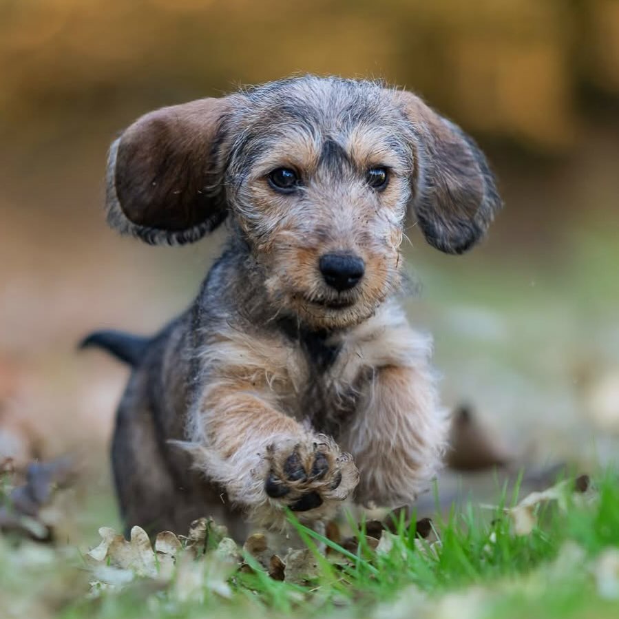 #puppiesofinstagram #teckels #hundeliebe #doglovers #puppylove #inspiredbybandhuhondenfotografie #jouwhondopdefoto #dogcases #dogs_of_instagram