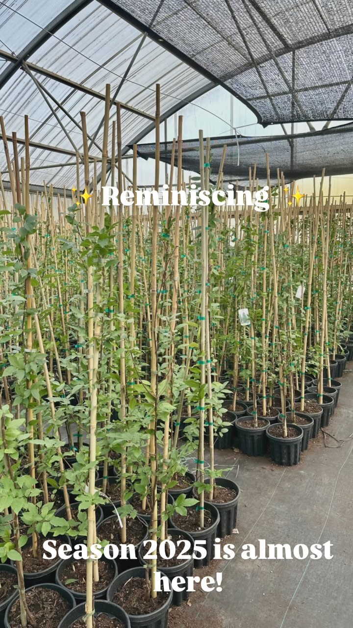 Looking forward to another year of growth 🙌
.
.
.
#spring #wholesalenursery #floraefarms #shrubandtreenursery #nursery #nurseryplants #treeliners