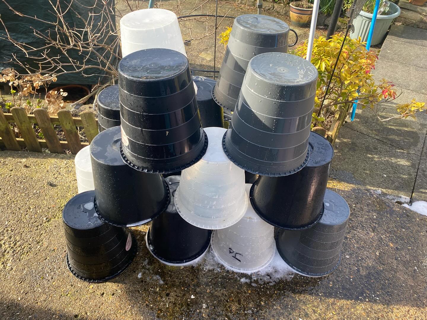 Making the most of the sunshine to get my buckets cleaned and dried. By washing them with hot water and bleach to helps to reduce the bacteria so that it isn’t passed onto the fresh flowers and foliage when the arrived. This works for your vases at home as well. #florist #floristlife #cleaning #sunshine