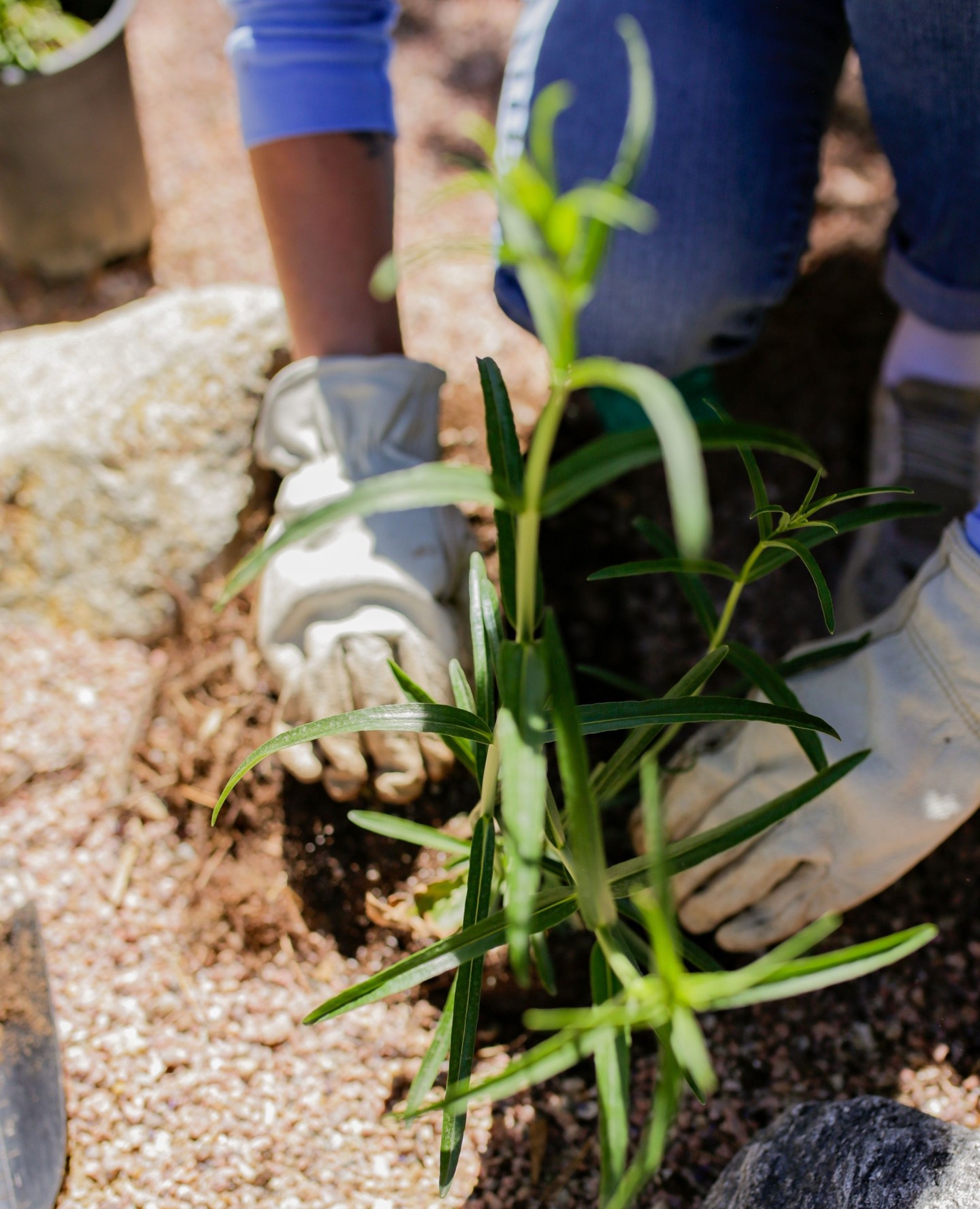 🌱 Planning your landscape for spring? Check out our blog for plant recommendations tailored to different conditions! From sun-loving to shade-tolerant, we've got you covered. Head to the link in our bio to explore more!
#SpringLandscaping #PlantRecommendations #GardenPlanning #LandscapeDesign #fortcollins #lovelandcolorado #backyardoasis #coloradobackyard #landscaping #landscapeservices #landscapedesigners #outdoordesign #homeinspo #landscapearchitect
#outdoorlife #landscapingcompany #curbappeal #hometips
#outdoorfurniture #gardendesign #patio #landscapearchitecture #outdoorliving #exteriordesign #coloradorealestate #frontyard #exterior #gardeninspiration #hardscapedesign