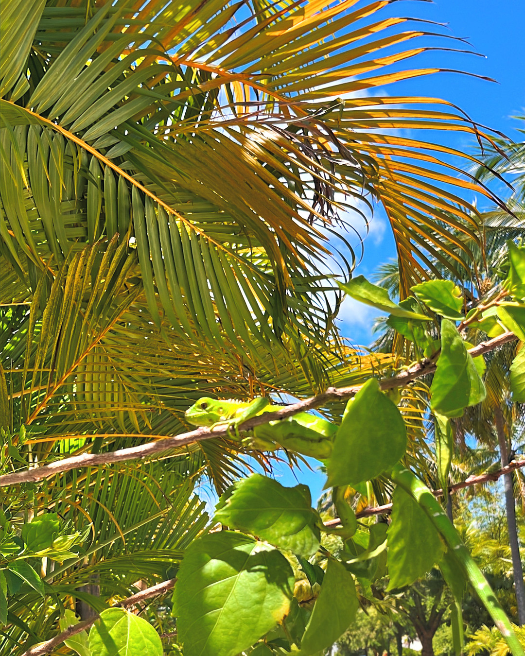 🌍✨ Celebrate World Wildlife Day with us at Villa-Mar-a-Villa! Join our mission to protect local wildlife and explore our eco-friendly practices. Together, we can make a difference! 💚🐾 Link in bio for more info. #WorldWildlifeDay #EcoFriendly #PreserveWildlife #VillaMarAVilla #SustainableLiving #WildlifeConservation #NatureLovers #SaveThePlanet #EcoTourism #ConservationEfforts