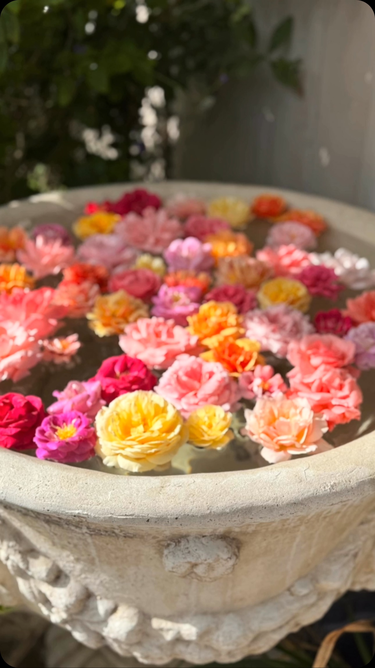 Every Wednesday in season - a new week begins @whitetrailclub. And a new week equals a fresh bloom bowl brightly filled with our very best intentions! YOU can experience the farm in SO many ways!
Walk the rose field, breathe in the citrus blossoms, swing in the trees, lay in the shade, watch the lake sparkle with wonder, see the birds and butterflies in flight, meet & greet the animals, ride a bike, shop our farm products (eh em EGGS and lots more) @soilandstemsfloral or save a table to join us @floracafe_jupiter !
We ARE open weekly to the public and our business hours can ALWAYS be found on the header of our website homepage!
www.whitetrailjupiter.com
ESCAPE…to a simple, woodland world filled with peace and just a few miles west of 95 off Indiantown Rd. We just know that your time in this special spot will be an everlasting love.
Please Note: @floracafe_jupiter is independently operated and day/times for dining events can be found at www.whitetrailjupiter.com/floracafe
#nature #fancyfarm #supportagriculture #visitfloridafarms #roses #flowers #floriculture #animalencounters #scenic #jupiter #local #shoplocal #supportlocal