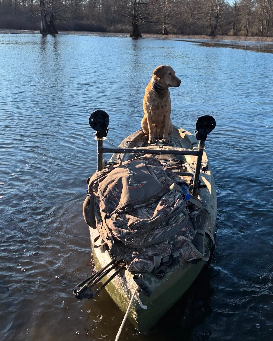 Mar (first pic) and some recent updates from her litter #sgdlitter_mar
.
.
.
#akcbreeder #schillingsgundogslitter #sgdlitter
#schillingsgundogs #cheasapeakbayretriever
#uplanddogtraining #uplanddogtrainer
#gundogtraining #gundog #birddogtraining #birddog #retriever #retrievertraining