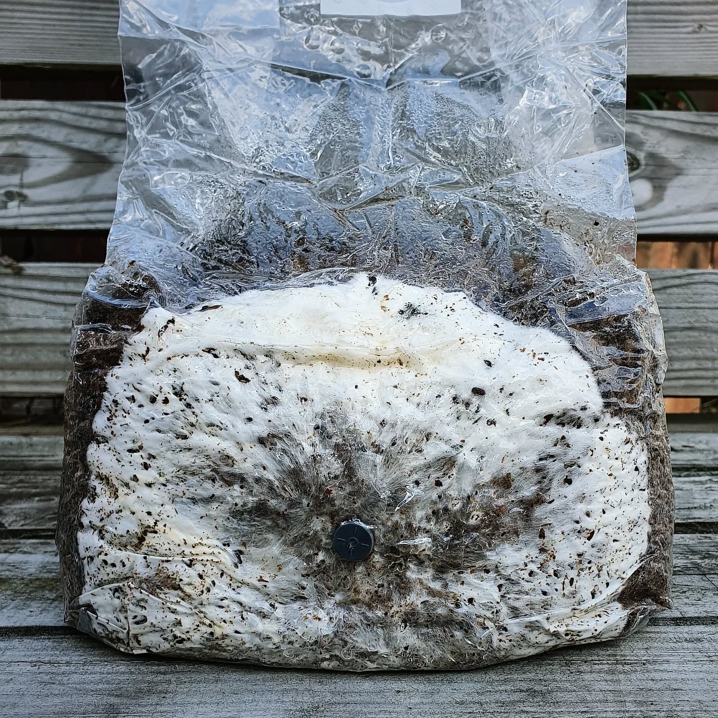 All-in-one 'MEGAMIX' Inject, colonise, mix, fruit in the bag, zero messing about. Easy.
Your choice of oak, manure or coir based.
👉 Link in bio.
#mushrooms #mushroomcultivation #mushroomsubstrate #mushlove