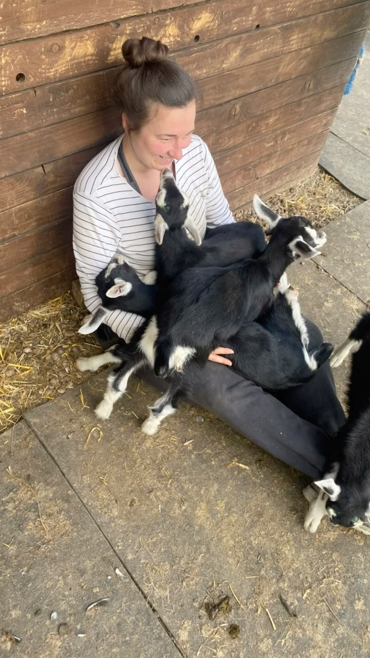Time flies when you’re having fun 🫶🏼
This weekend our first kids of 2025 are due and we can’t wait but it got us thinking.
It’s been 8 years since we got our first 2 goat kids (first pic) which quickly spiralled into our show herd we are extremely proud of.
Here’s some of the kids over the years 🥰
.
#marshvalleysoap #goatsmilksoap #anglonubian #britishalpine #showgoats #memoriesforlife #lovewhatyoudo #kiddingseason #babygoats #familyaffair #madeinsheffield #madeinyorkshire #allnaturalskincare