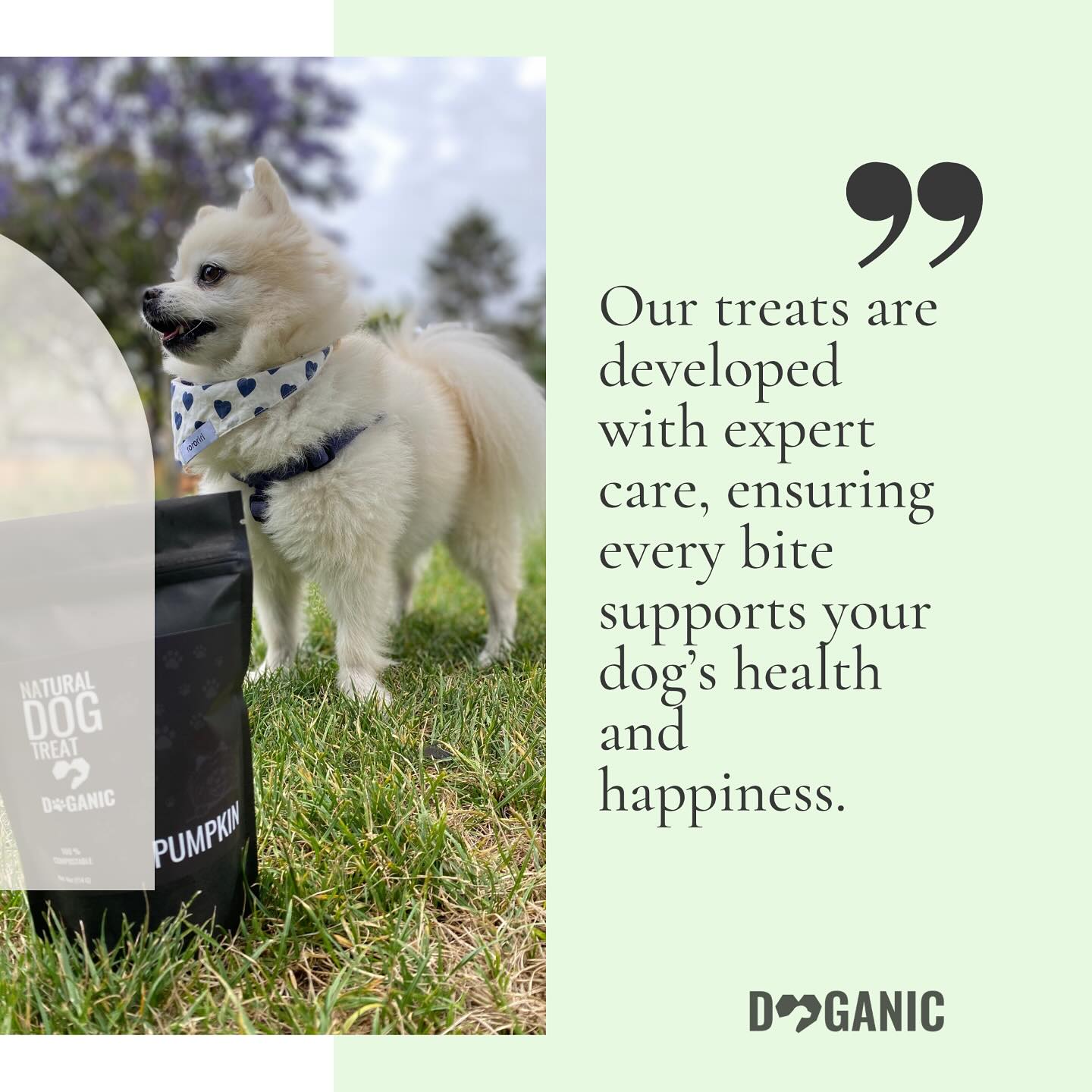 Our treats are developed with expert care, ensuring every bite supports your dogโs health and happiness โค๏ธ๐ถ