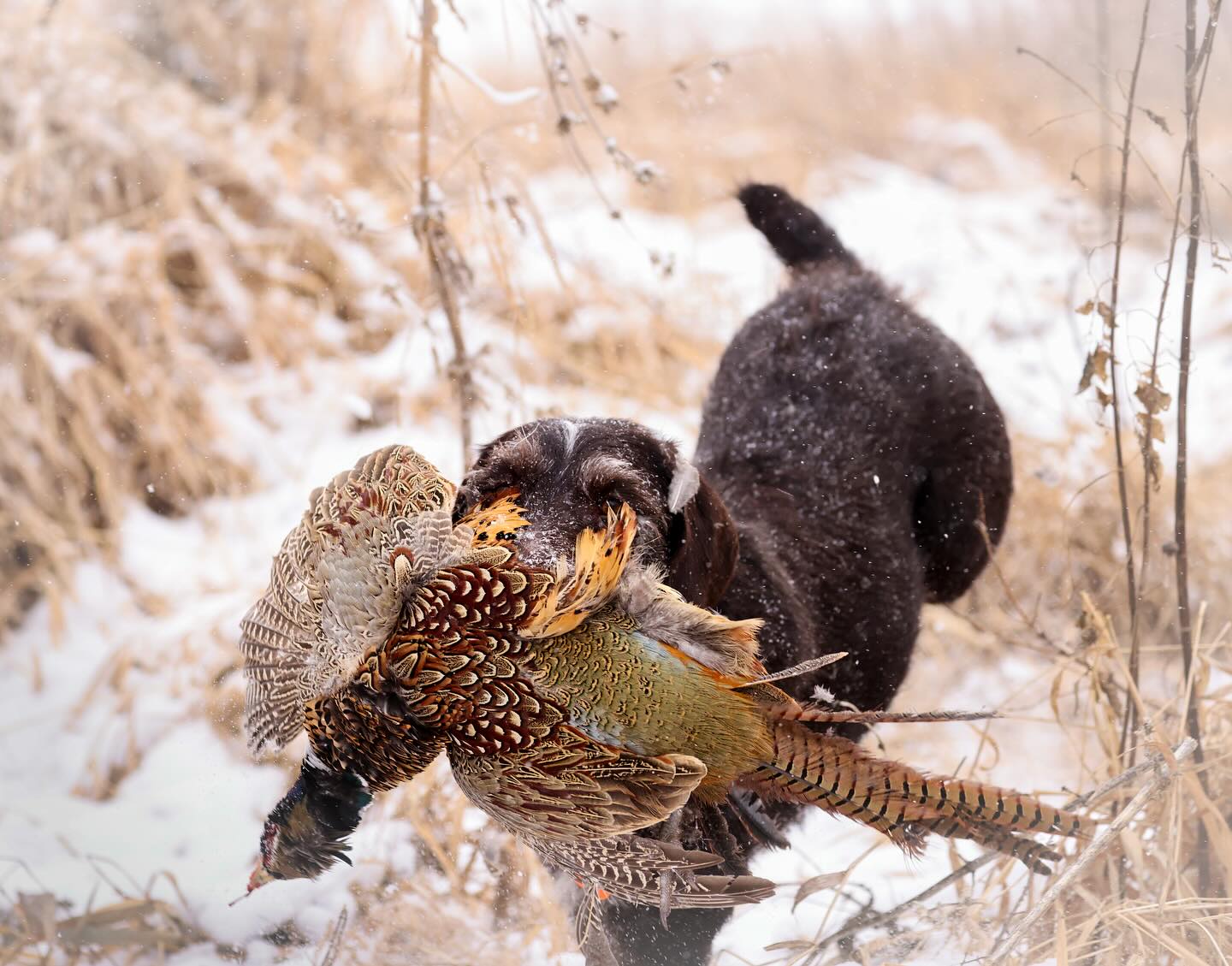 Addie - a 3 year old female Drahthaar from northeast Nebraska.
#huntingdog #dogs #pheasanthunting #pheasantsforever #hunting #gundog #birddogoftheday #uplandhunting #huntupland #nebraskand #discovernebeauty
@birddogoftheday