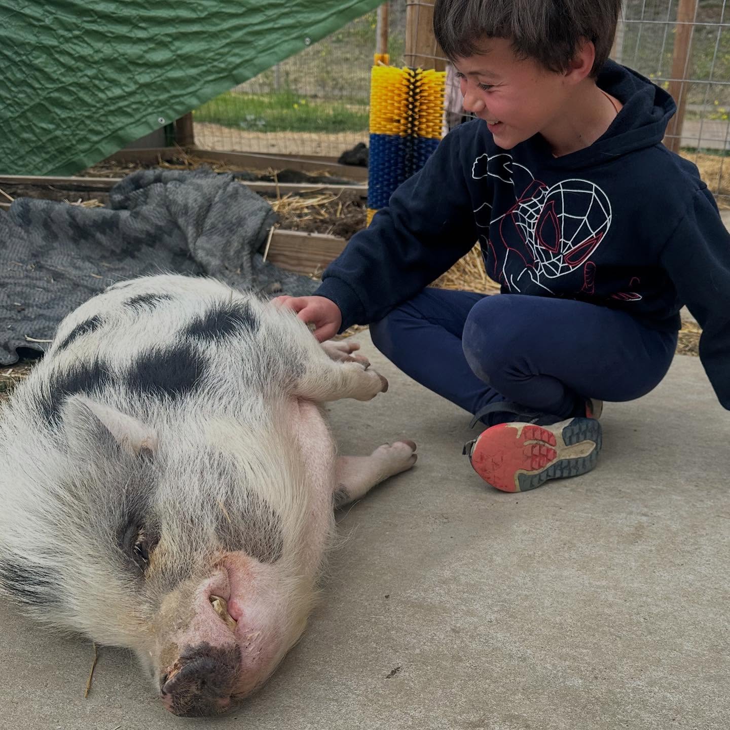 Belly rubs! Did you know piggies love them? This kiddo learned that today and his face says it all. So much magic in connection. @stardustsanctuaryca #pigsofinstagram #thankfulthursday #outdooreducation