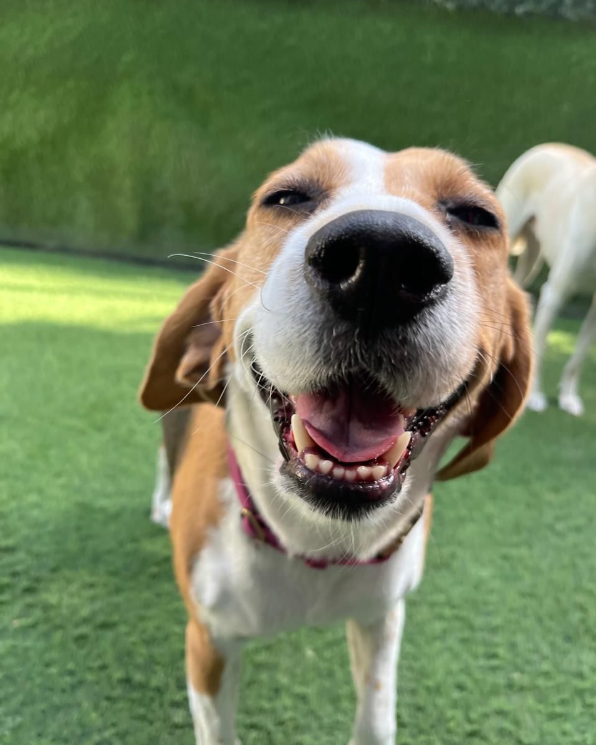 Is the weekend here yet? 🫠
#dubaidogs #dogsindubai #dubai #mydubai #dogs #nyc #hellofromspot #boarding #grooming #welovedogs #dogsofdubai #dubaidog #doggieboarding #doggiedaycare #doggieboarding #dogdaycare #dogdays #uaedogs #dxbdogs #everydayawesome #adoptdontshop #pethealth #petnutrition #happypup #suspect