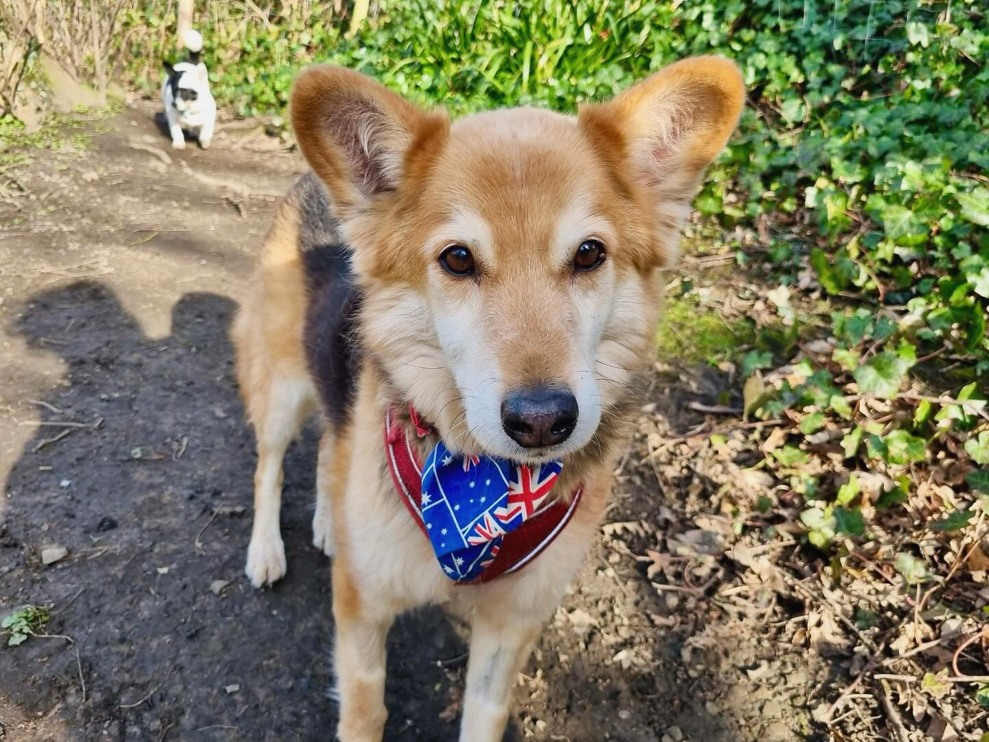 Springtime is officially here! ☀️
What better way to celebrate than with a good romp around our secure and private dog paddocks? 🌿🌸
#SpringHasSprung #HappyHounds #Sun #DogLover #WestYorkshire #Halifax #British #Spring