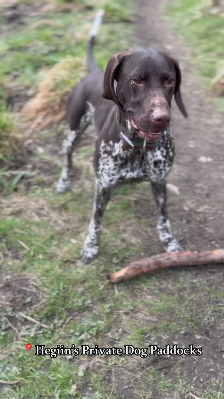 Off-lead fun at Hegiin’s Private Dog Paddocks 🪵💨 Secure and Spacious - Book Now ✅
#HappyPup #Freedom #Dog #Walk #DogPark #WestYorkshire #Puppy #FunTimes