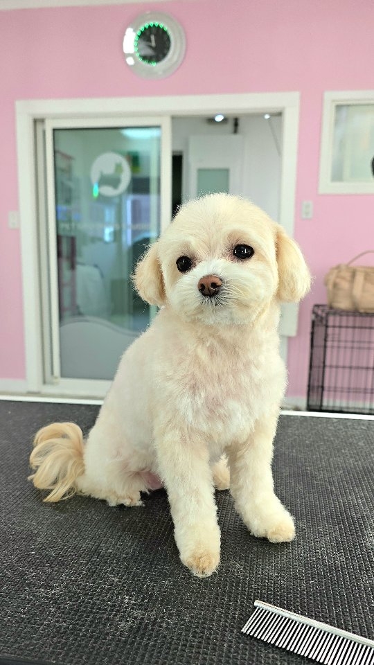Falling love with you from the first moment ❤️ Star, the cuties puppy!#petgroomingvancouver #tsawwassen #pergroomingsalon #groomingbc #catgrooming #groomingcanada #groomingday #doggroomer #groomingday #groomersdog #groomingvancouver #ladnervillage #ladnerpets #tsawwassensprings #tsawwassentowncentremall #tsawwassenbusiness #tsawwassenphotographer #tsawwassencommons #ladnerbusiness #ladnerrealestate #tsawwassentowncentremall #ladnervillagemarket #tsawwassenmills #tsawwassenbc #ladnerisaplace #tsawwassenhairstylist