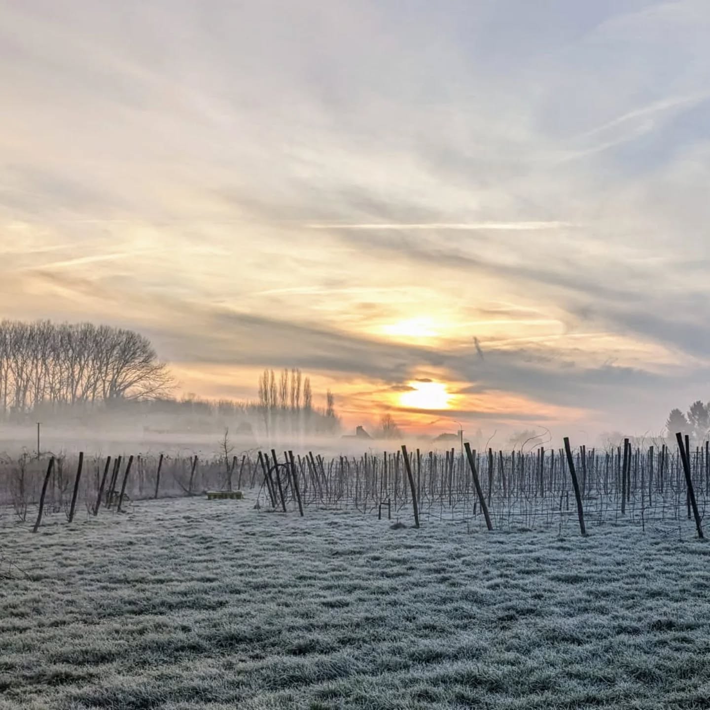 Ochtend magie op de kouter 🧘🏻