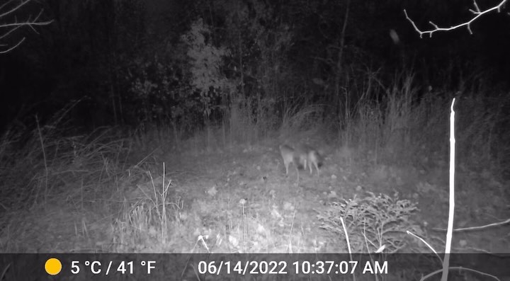 Some coyote footage from our trail cams! #TrailCamFriday 📸