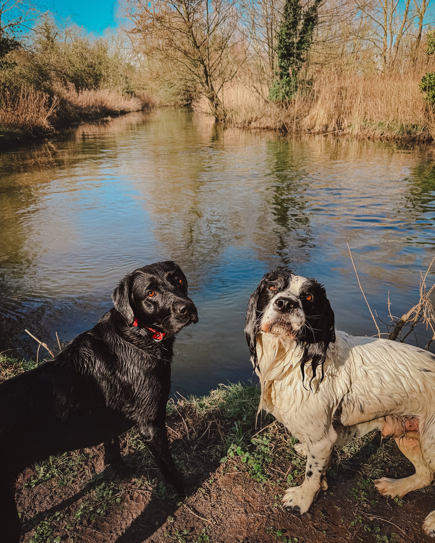 Spring is coming 🌼🌿.
.
.
.
.
#dog_features #dogsofinstaworld #dogs_of_instagram #dogoftheday #dogsofinstagram #dogstagram #doglover #dog #dogs #doggy #doggo #doge #doggies #doggie #cute #dogwalker #dogwalking #norwichdogwalker #dogwalkernorwich #norwich #norfolk #dogpark #labrador #springerspaniel