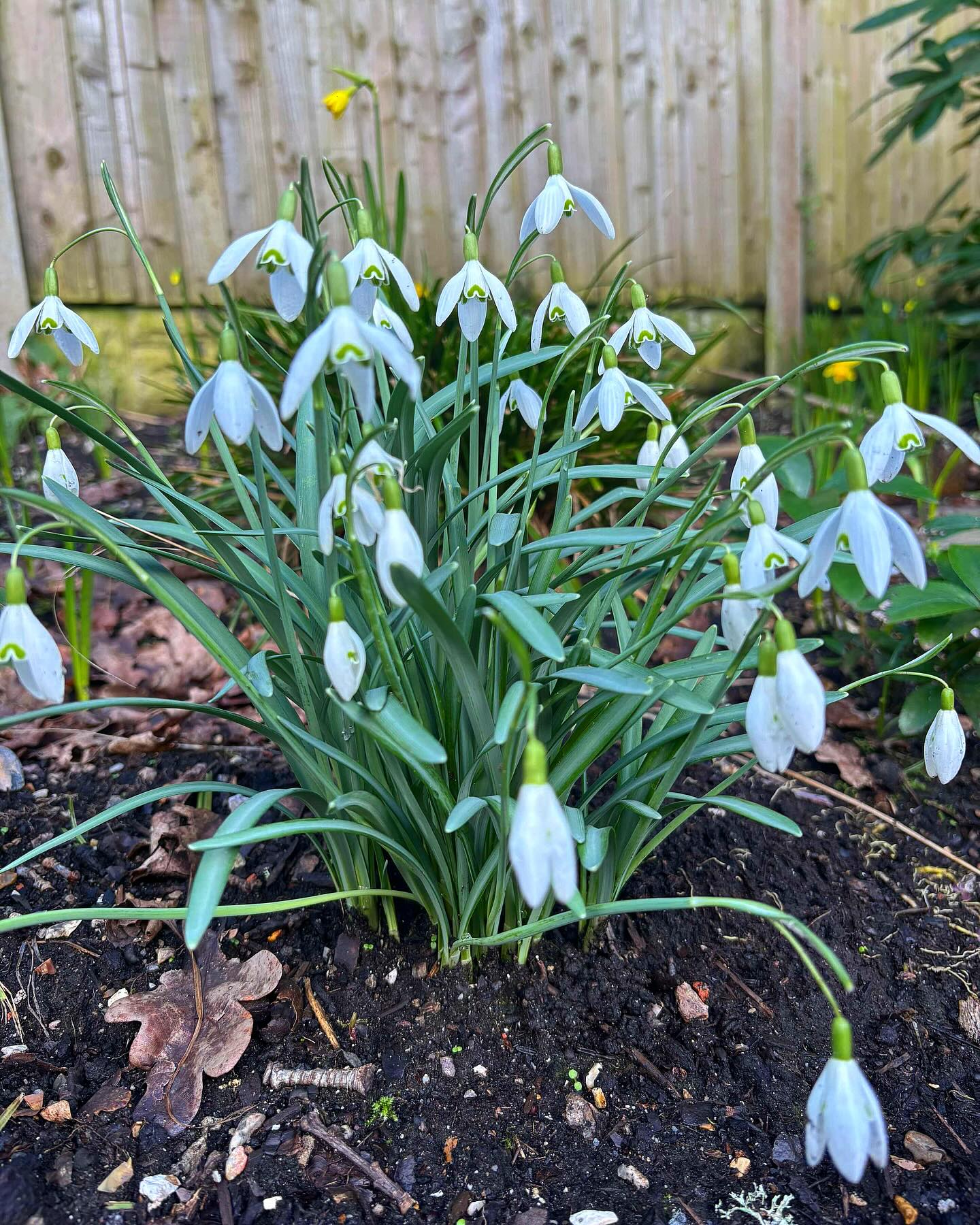 The first signs of spring are here! 💛🌿
These beautiful snowdrops and daffodils are braving the last of the winter chill, reminding us that warmer, brighter days are just around the corner!
Who else loves spotting these little signs of spring? 🌱
#TheWarmerFamily #FamilyBeekeeping #BeekeepingLife #BuzzingWithJoy #BeeswaxCandles #HandmadeWithLove #SpringVibes #EasterDecor #FollowOurJourney #SmallBusinessLove #SaveTheBees #BeekeepingJourney #BeeFriendly #SustainableLiving #SupportLocal #HoneyHarvest #PollinatorsMatter #EcoFriendlyLiving #FarmLife #NatureLovers #FamilyAdventures #CountryLiving