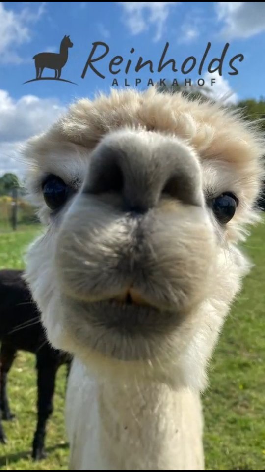 Unsere neuen Workshops sind online. #alpacalove #alpakawolle #workshops #diy