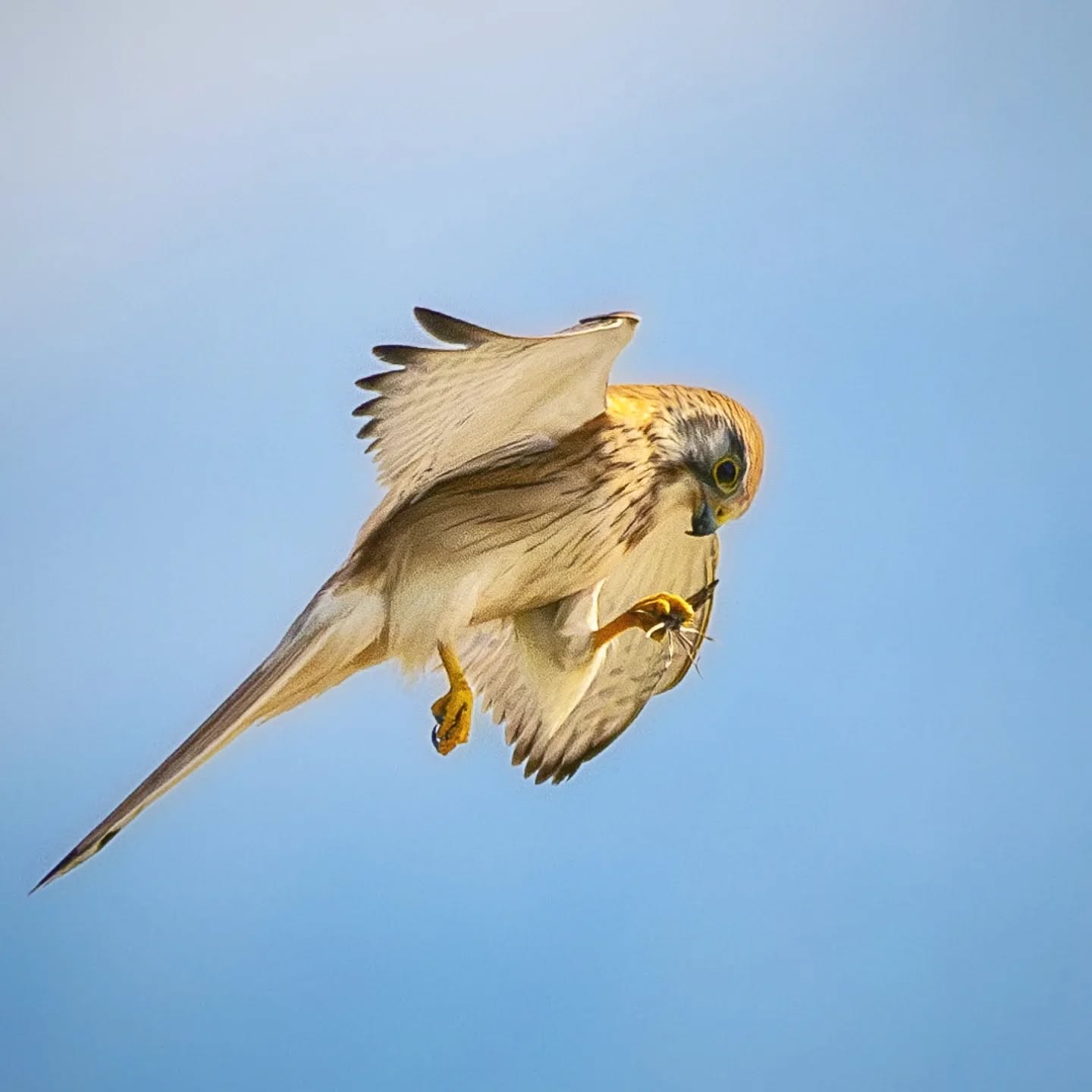 Nankeen Kestrel with grasshopper in claw. These hunters hover beautifully still in the air before striking their prey.
@aneyefordetails
#bird #birds #birdphotography #birdsofinstagram#animalsofinstagram #wildlifeofinstagram #wildlifephotography #nature #naturephotography #wild_perfection #wildlifeaddicts #nikon #bns_birds #planetearth #nationalgeographic #saveourplanet