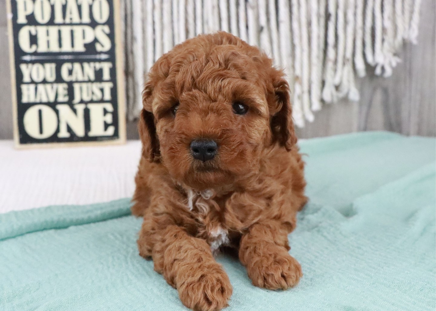 HAVEN is our last mini doodle puppy - She is absolutely adorable in every way! She is the smallest of her brothers and sisters and will stay reletively small when she reaches maturity CALL or TEXT (574) 354-8783 to meet her today! #minigoldendoodle #minigoldendoodlepuppy