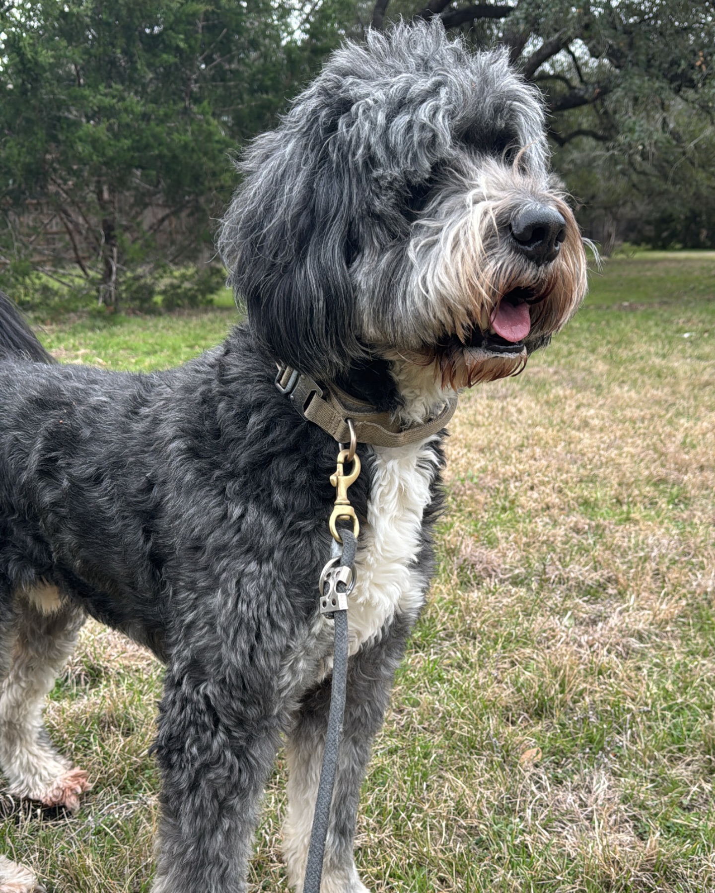 Atticus needs a haircut! Who’s gonna sponsor him?! 😆
#dog #doglover #petsitter dogwalker #pets #labradoodle