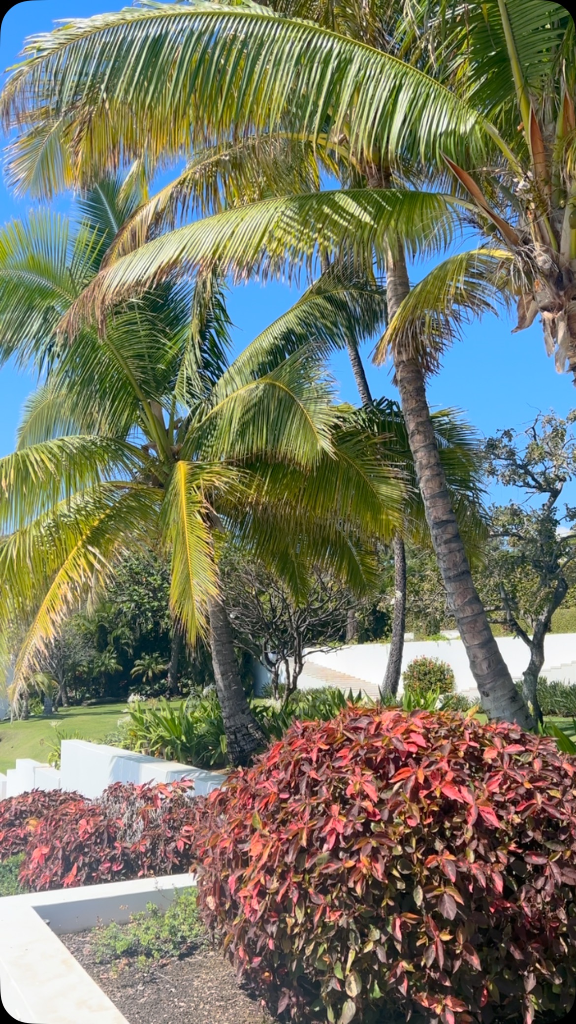 #shangrila
https://www.shangrilahawaii.org/
#Honolulu Museum of Art
#HoMA
#alohashirts
