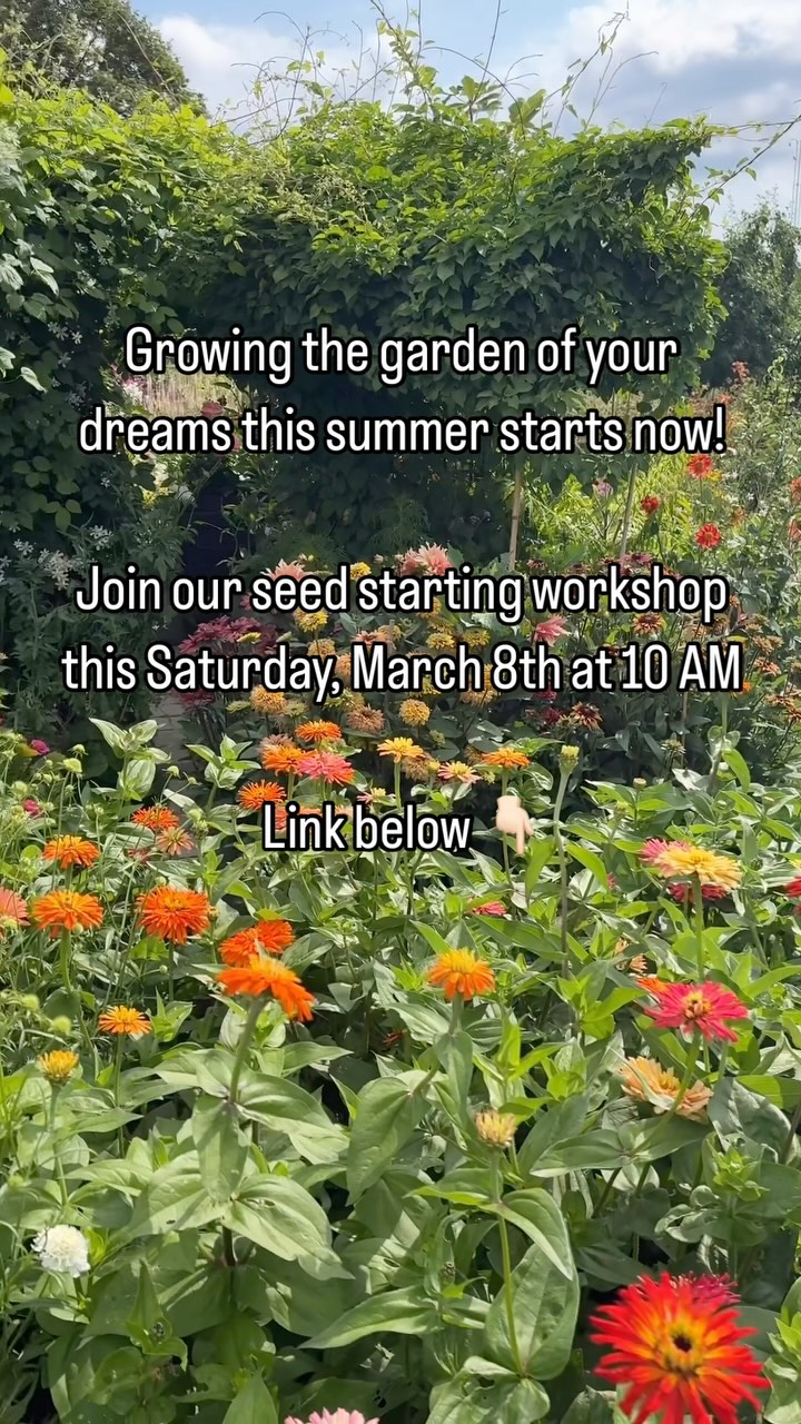 Spring is just around the corner, and there’s no better time to start growing your own stunning cut flowers! Join us for an exclusive Seed-Starting Workshop on Saturday, March 8, at @indigo355.provo in downtown Provo.
In this hands-on workshop, you’ll learn expert techniques for starting flower seeds successfully, with a focus on rare and beautiful cut flower varieties. Plus, you’ll take home some hard-to-find seeds to
grow your own dreamy blooms!
🌿 What You’ll Get:
✅ Step-by-step seed-starting guidance
✅ Insider tips for growing lush, healthy flowers
✅ A take-home handout with all the info we cover
✅ Some of my favorite cut flower seeds to take home and grow
✅ A fun, hands-on experience with fellow flower enthusiasts
Spots are limited, so don’t miss out! Secure your seat today and start growing the flowers of your dreams.
📅 Date: Saturday, March 8, 10 AM
📍 Location: @indigo355.provo , Downtown Provo
🎟️ Reserve Your Spot Now! Link in profile
#cutflowerworkshop #utahcountyworkshop #gardeningworkshop