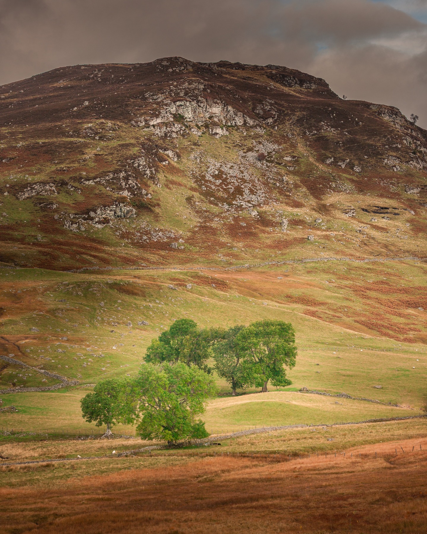 Natural trees and natural rugged terrain in Blairgowrie.
#ScotlandScenery #Blairgowrie #ScottishHighlands #ScotlandLovers #VisitScotland #ScotlandExplored #ScotlandTravel #NaturePerfection #ScottishLandscapes #ScotlandIsNow #RuggedBeauty #LoveScotland #ScenicScotland #UKLandscapes #LandscapePhotography #ExploreMore #NatureLovers #MountainViews #ScotlandShots #ThisIsScotland #WildScotland #ForestViews #CountrysideViews #AutumnInScotland #NaturalLight #ScotlandAdventure #WanderScotland #UKPhotography #ExploreScotland #ScotlandOutdoors