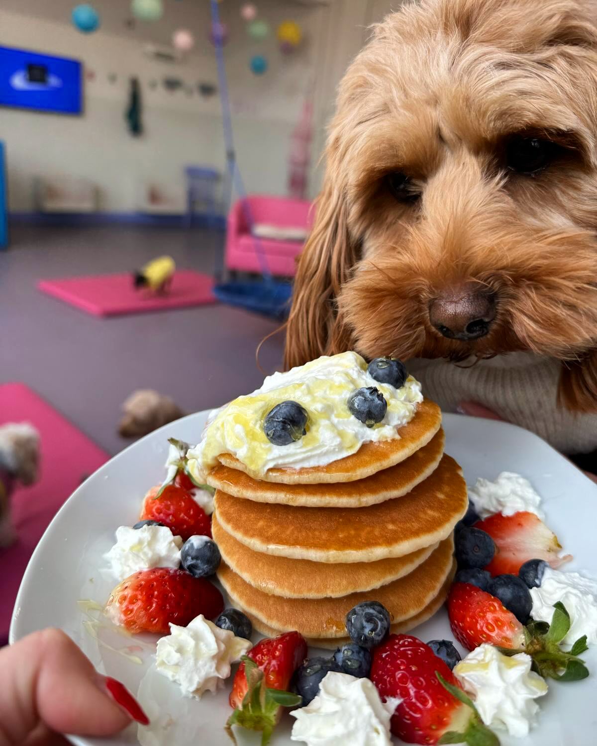Pancake day 2025 🫶🩷________________________________________________
#doggydaycareuk #doggydaycare #pancake #pancakeday #pancakesforbreakfast #shrovetuesday