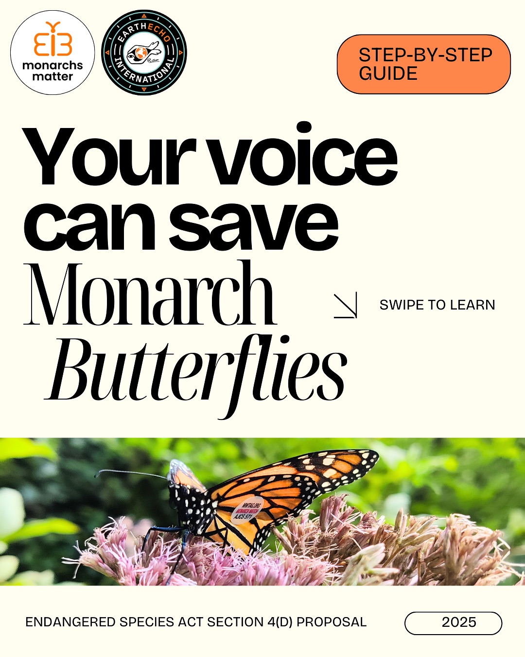We are losing one of the most iconic species of North America: the monarch butterfly. Migrating 3000 miles twice a year, the native pollinator supports countless ecosystems and wildlife across Canada, the United States, and Mexico.
Write a public comment for the U.S. FWS Endangered Species Act 4(d) proposed rule by Wednesday, March 12 to give monarchs a fighting chance.
If you’re not sure how to start, visit our all-in-one guide and template for writing an impactful public comment at bit.ly/monarchs-matter-esa-guide
Let’s make our voices heard! 🦋🌎🗣
#monarchbutterflies #monarchsmatter #earthecho #makeyourvoiceheard #savemonarchbutterflies #endangeredspeciesact #savebutterflies #environmentalpolicy #biodiversityloss #natureconservation #environmentalactivism #habitatloss #climatechange