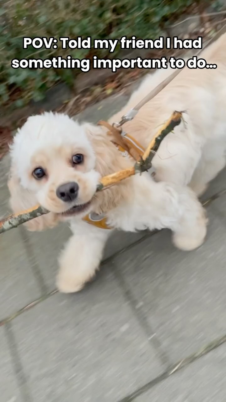 Priorities. 🐶🌿
Fetching sticks is a full-time job. Make sure their joints can handle it!
#DogLife #doglove #doglove #dogmom #PuppyLove #puppylover #doglover #healthypets #dogstick