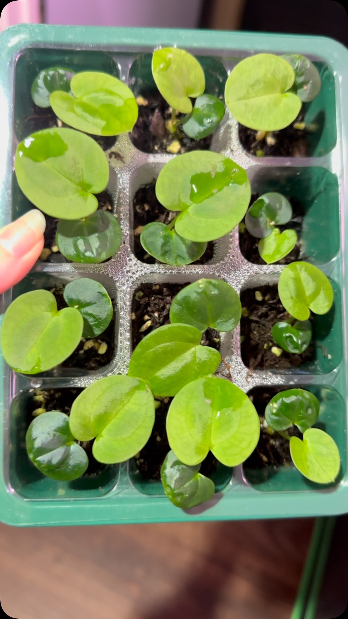 Antolakii/BVEP x Dark Pap seedlings sizing up nicely! 🌱
Cross by: Justin Gurski
$22 each
#anthuriumbvep #anthurium #seedlings #anthuriumhybrid #rareplants #rareplantcollector #foliagelover