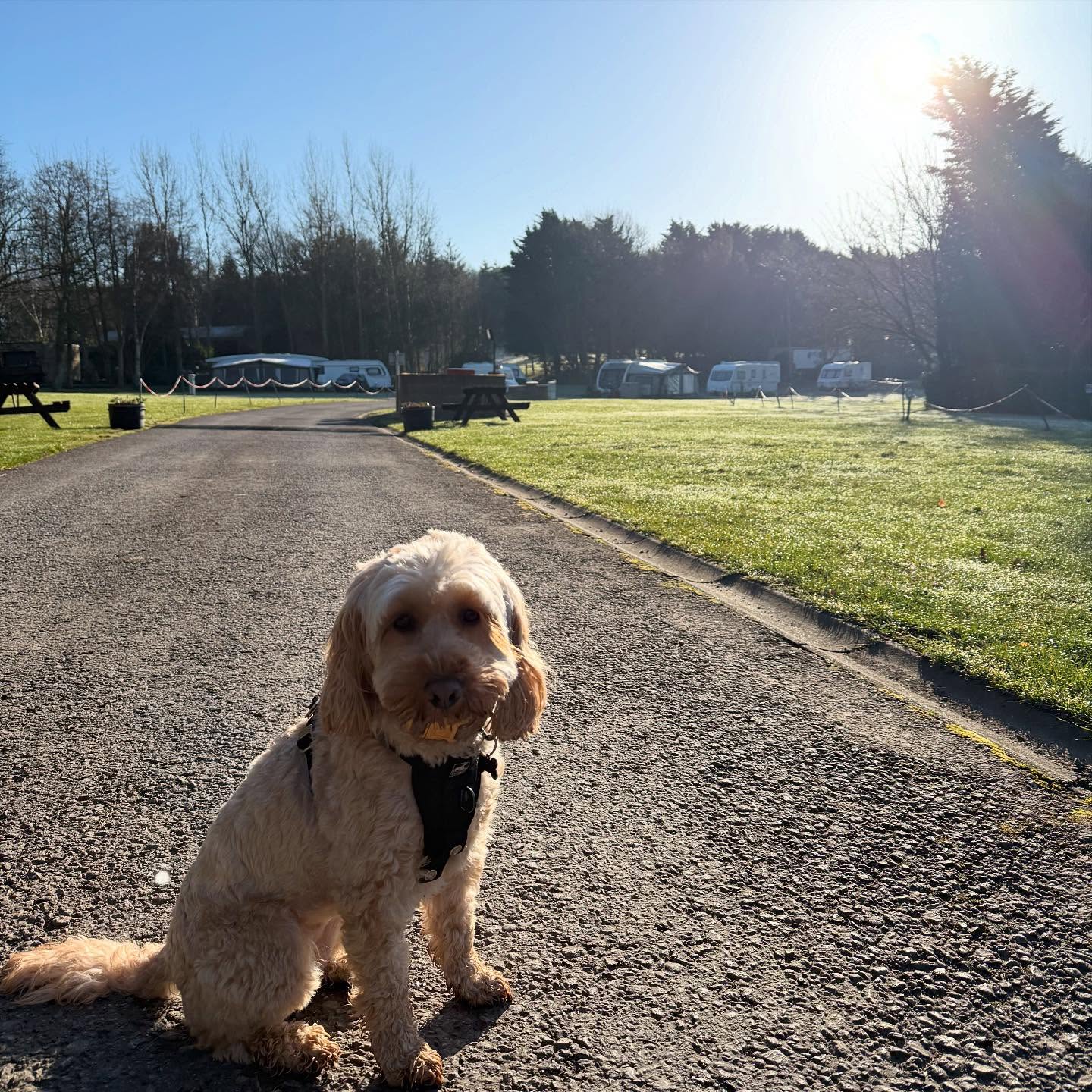 A busy day at work for Nellie!🐶
From doing safety checks round the site, to tractor driving, to exploring the woodland, to completing paperwork and finally to having a well deserved snooze💤
#dog #cockerpoo #campsitedog #campsite #caravan #camper #spring #sunny #sleepydogs