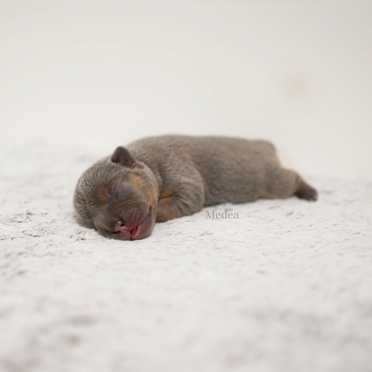 MEDEA 💙✨
Mit 224g kam Medea als zweite in unserem Wurf mühelos zur Welt. Ihre wunderschöne Blue Tan-Färbung mit den etwas dunkleren Abzeichen macht sie jetzt schon zu einem richtigen Hingucker. 🥹
Ihr Name stammt aus der griechischen Mythologie: Medea – „die Weise, die Magische“. 🪄 Und genau so wirkt sie auch – sanft, geheimnisvoll, aber gleichzeitig voller Charakter.
Man könnte sie auch Medena 🍯 nennen – das bedeutet auf Serbokroatisch „aus Honig “ und bringt ihren goldigen Kontrast noch einmal perfekt zur Geltung.
Wir sind gespannt, wie sich diese magische Maus 🐭 entwickelt! 🥰 Uns hat sie auf jeden Fall schon jetzt verzaubert. 😍
#AlphaBully #sportlichebulldogge #französischebulldoggen #bulldogswithnoses #bullymitnase #healthyfrenchie #frenchiesofinstagram #sportlichefrenchies #nasenbär #retrofrenchie #huskyfrenchie #französischebulldogge #französischebulldoggedeutschland #französischebulldoggeschweiz #bullysmitnase #frenchiebreeder #bulldoggezüchter