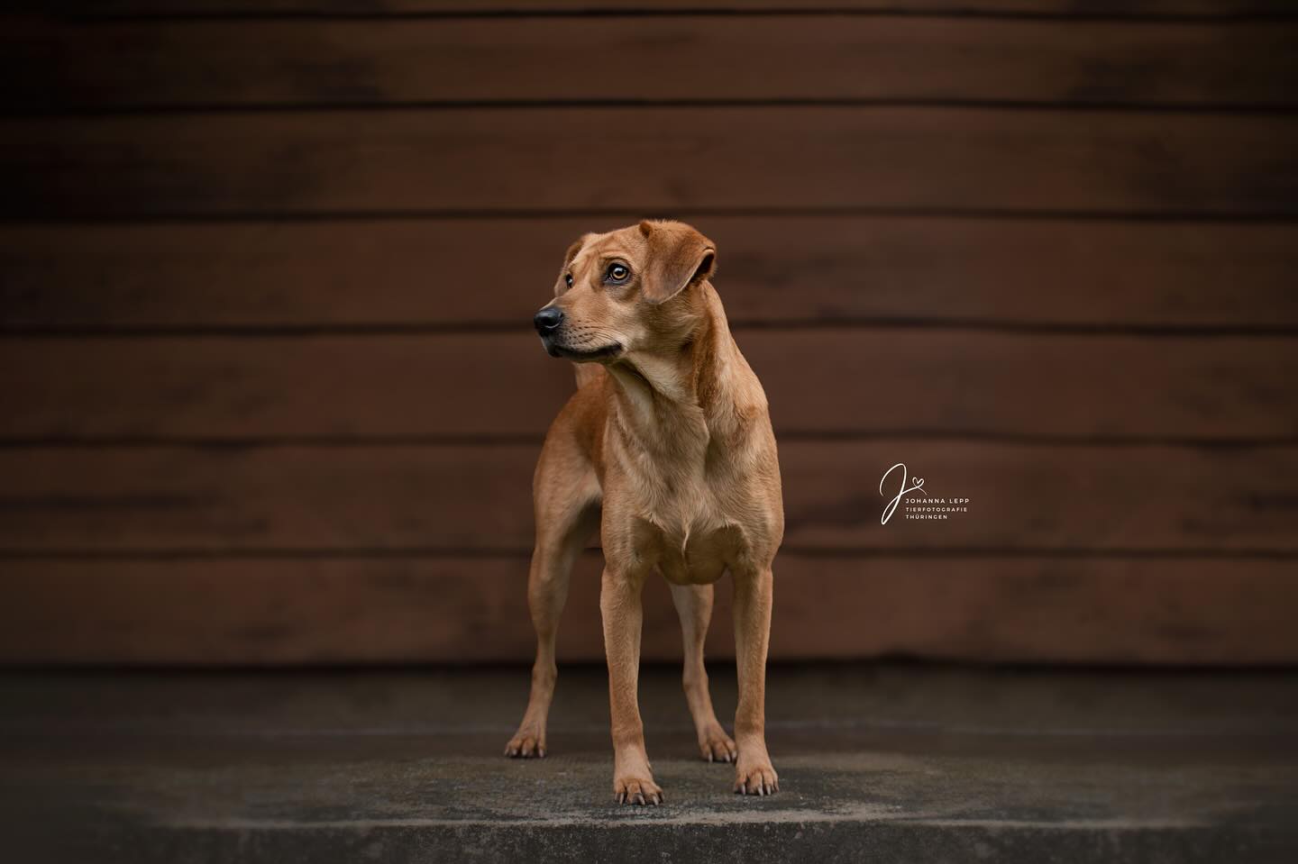 🧡🤎
Ich muss heute Abend noch einmal durchhalten im Nachtdienst und dann ist die Woche auch schon fast geschafft! 🥳🙈
Ich hoffe ganz sehr, dass die Sonnenuntergänge am Wochenende weiterhin so schön und wolkenfrei bleiben, damit ich eine neue Fotolocation angucken fahren kann. Daumen drücken 😎☺️
Startet gut in den Tag! 🤗
•
📧 info@tierfotografie-thueringen.de
💻 www.tierfotografie-thueringen.de
#hundefotografie #tierfotografie #thüringen