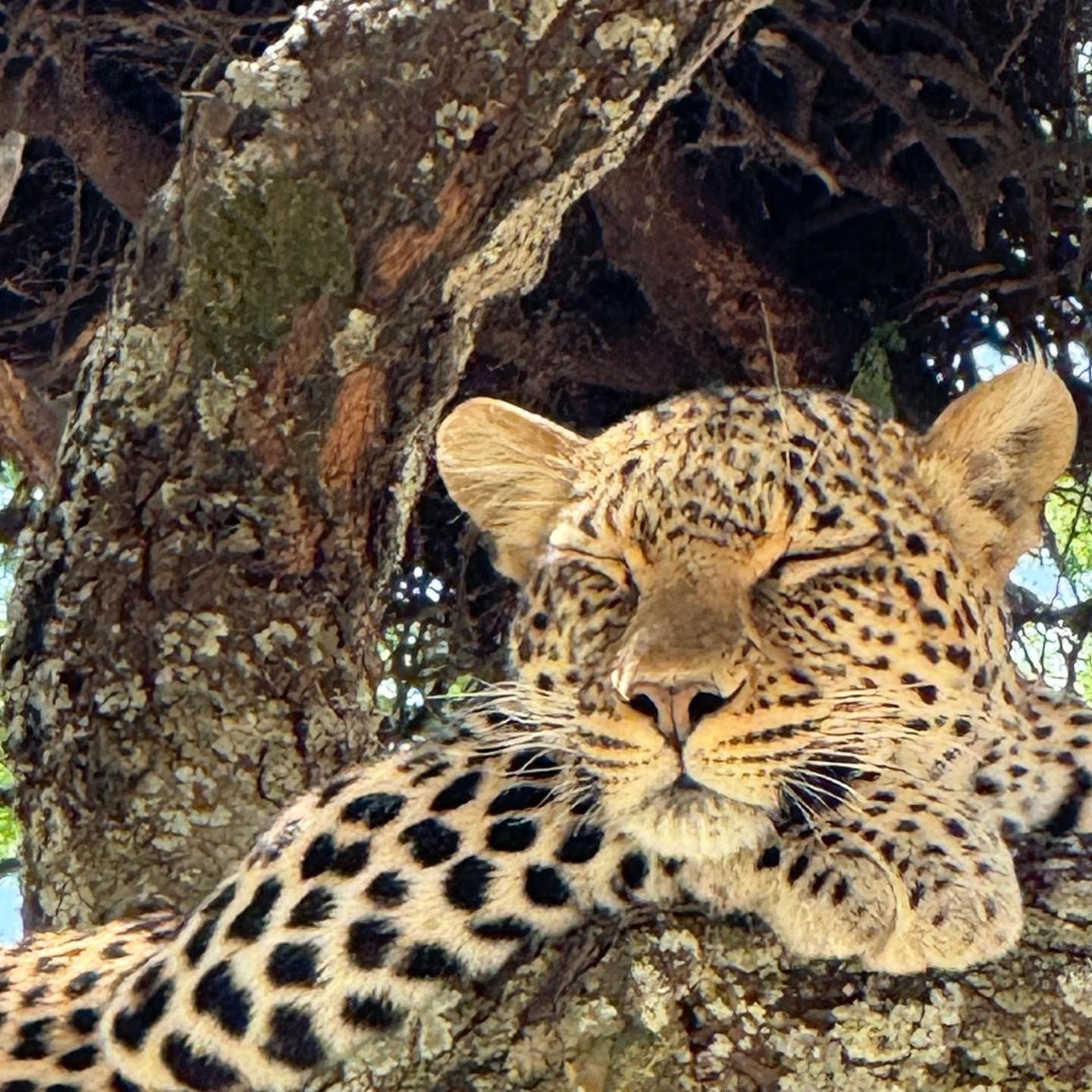 One of my clients took this shot last week in Africa of a leopard laying in a tree after a hearty meal. #monterratravel #micatosafaris #virtuosotravel #africatravel #luxurysafari