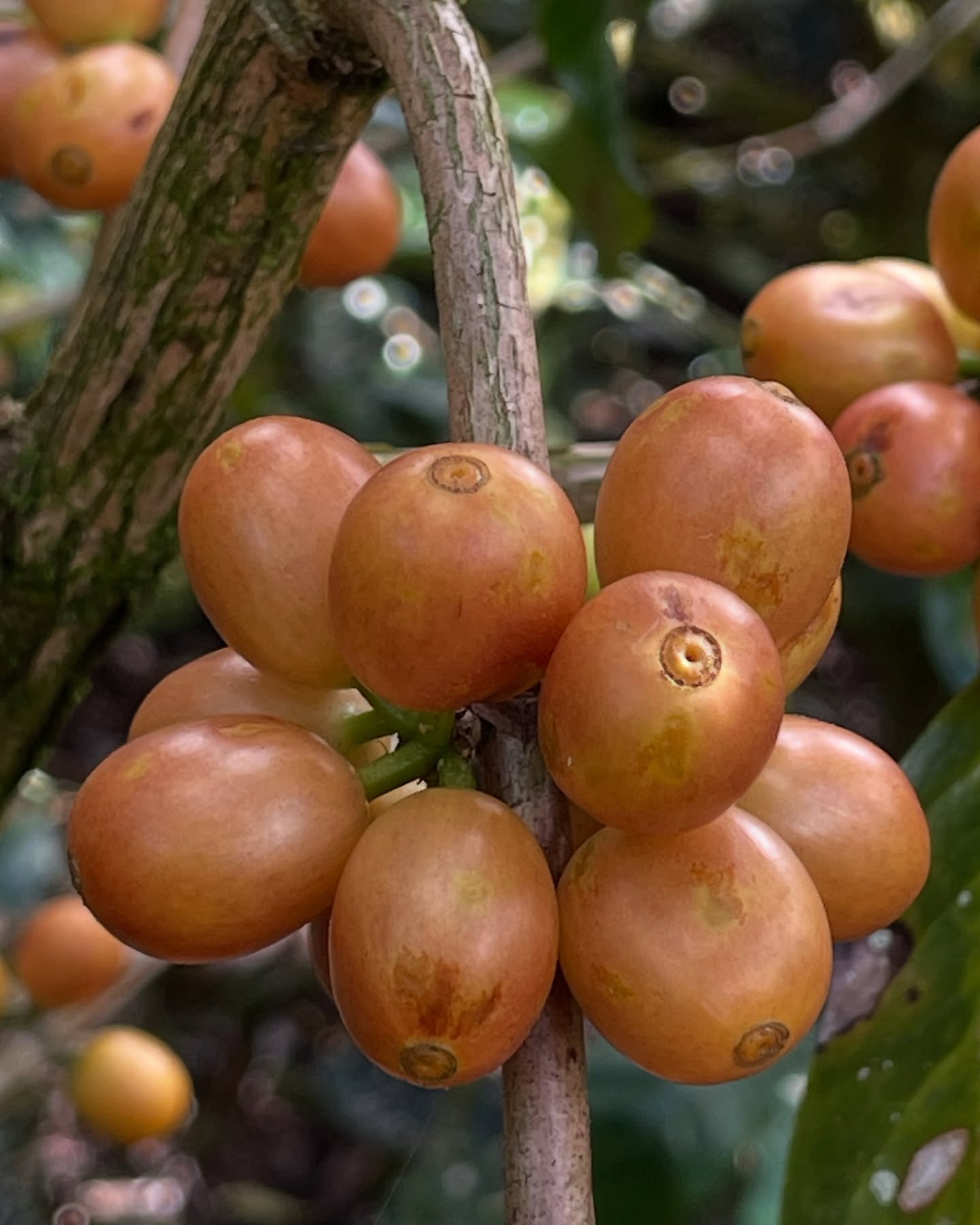 Yellow caturra on farm of Blanca Nieve.
🔗 If you’d like to be in touch, reach out to us at the link in our profile. 🔗
#greencoffee #specialtycoffee #nicaragua #naturalprocess #honeyprocess #thirdwavecoffee #coffeesourcing #maracaturra #goldenbeannorthamerica #directtrade #directtradecoffee #qualitycontrol #coffeeprocessing #sustainablecoffee #biodynamiccoffee #coffeeprocessing #asmr #coffeesorting #coffeeroasting #coffeefarm #sampleroasting #goldmtncoffee #besocialbegold #coffeefermentation #carbonicmacerationcoffee #nicaraguancoffee #fightingpoverty #washedprocess #yellowcaturra @goldenbean.northamerica