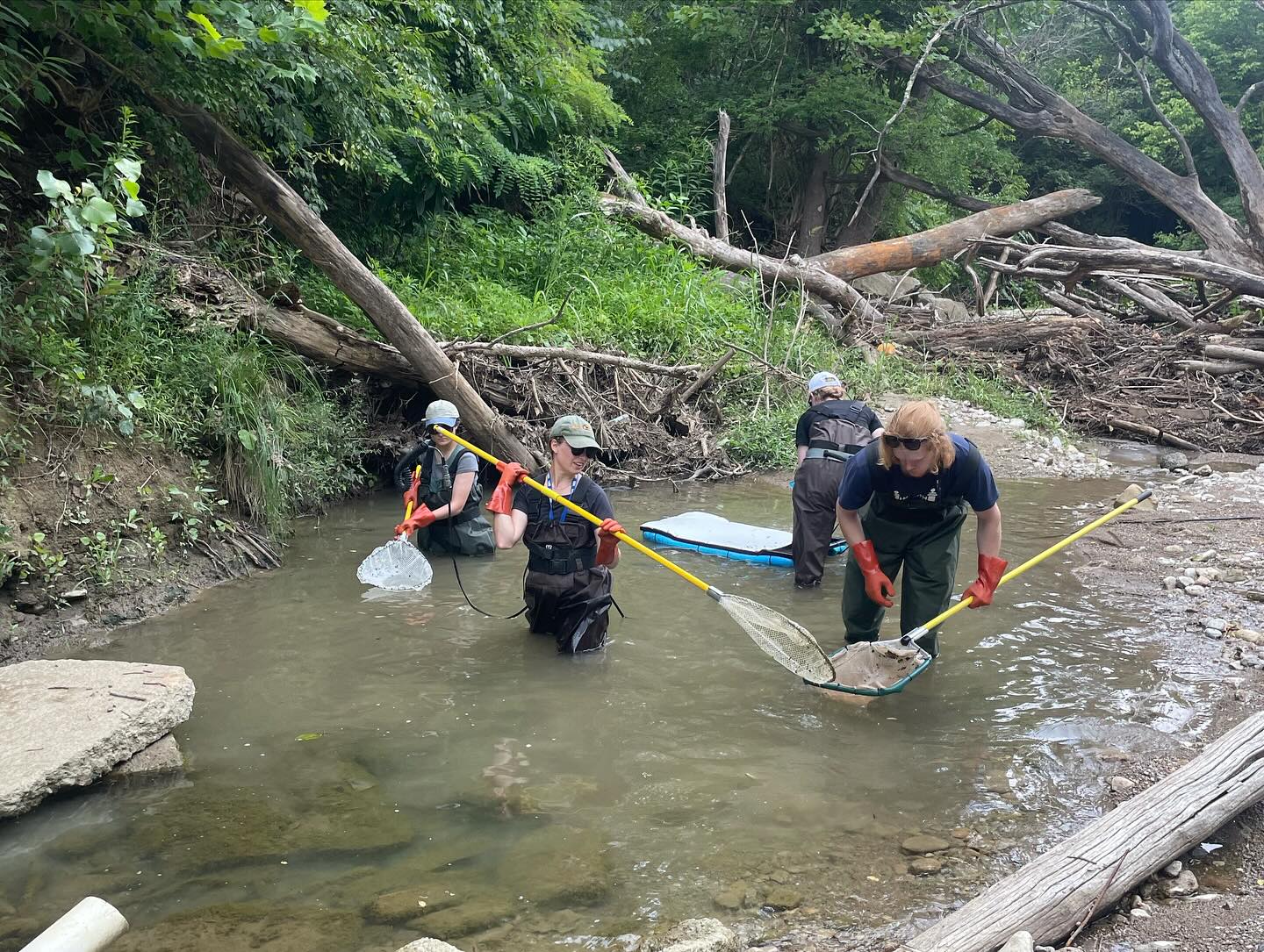 Throwback to last summer, when our UC Field Center interns collaborated with the Hamilton County Conservation District on a freshwater macro project! 🐟
These interns assessed fish and macroinvertebrate communities in a section of the Little Miami tributary called Dry Run. This section of Dry Run was previously a golf course, and has been experiencing major sedimentation and bank erosion. To apply for a restoration grant, macroinvertebrate data is needed to understand how the unstable banks are impacting the community.
Students collected macros with D-nets and bottomless buckets, and they counted and identified macros to the family level. High numbers of Diptera were found throughout the stream, along with some EPT. Students got hands-on experience with electrofishing with longline electrofishing and found fish such as creekchubs, stonerollers, western blacknose daces, and bluntnose minnows! Huge thanks to our interns and HCCD for helping to restore Dry Run! 💧