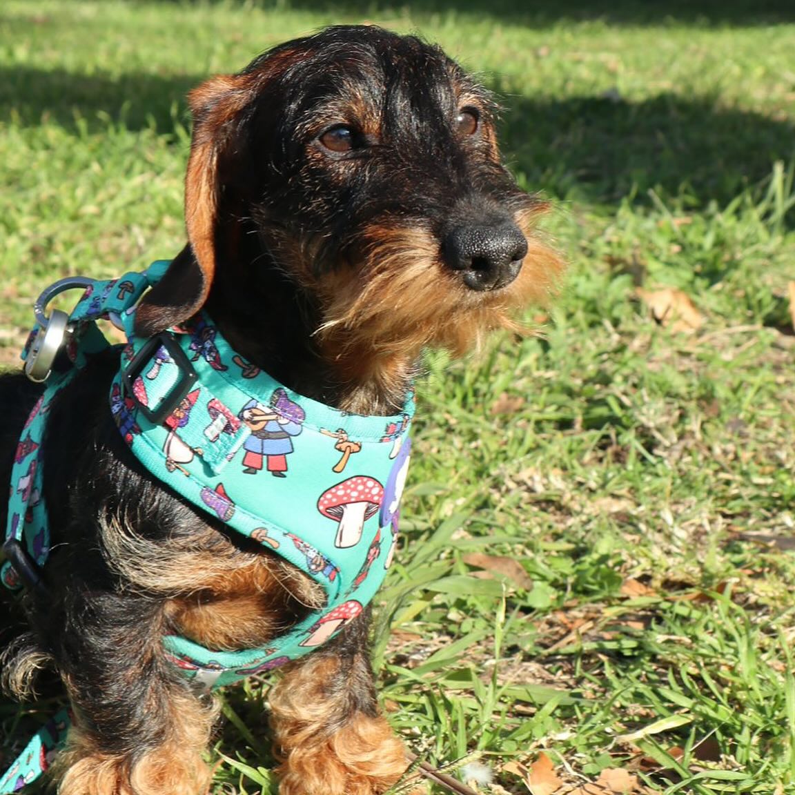 🐶✨ Otto, @otto_salchicha10 conquistando Barcelona ✨🐶
Nuestro querido Otto, un teckel de pelo duro manchego, ya disfruta de su nueva vida en Barcelona. ❤️🏡
Nos emociona recibir estas fotos y ver lo guapo que está. Gracias a su familia por la confianza y por darle un hogar donde crecer feliz. 💛🐾
Sabemos que va a llenar su casa de amor, travesuras y momentos inolvidables. ¡A disfrutar, Otto! ✨🐶