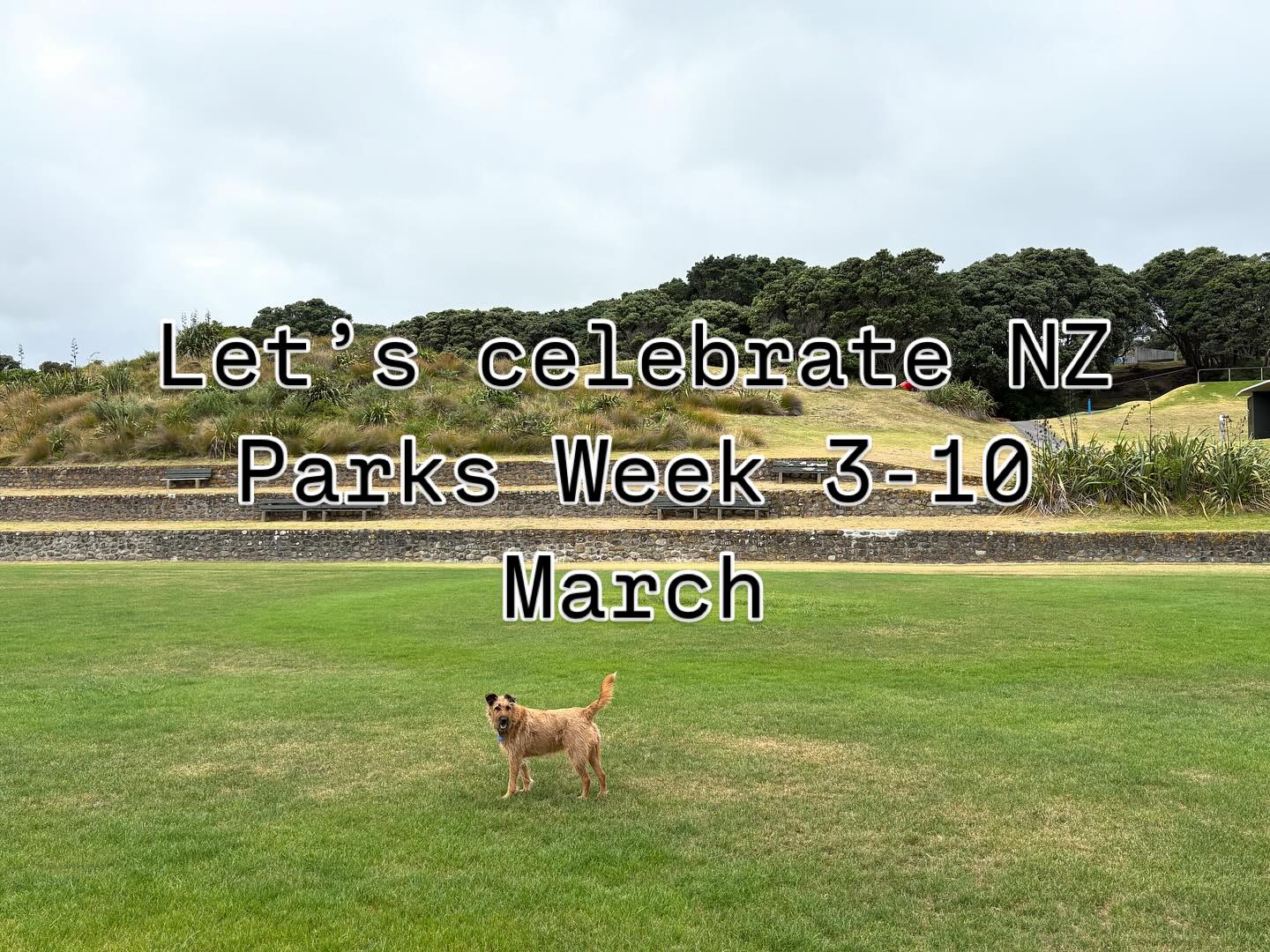 Grab your walking shoes and head to a park. Explore nature and have fun with friends and whanau