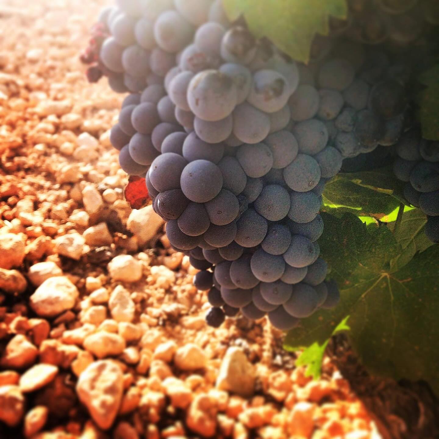 ✨ #ProducerFocusFriday ✨
This week, we’re heading to the wild, high-altitude landscapes of Almansa, where Venta La Vega crafts 100% organic, low-intervention wines that capture the raw beauty of this unique Spanish terroir.
🏔️ The Terroir:
Perched on the slopes of the Sierra del Mugrón at 900m above sea level, Venta La Vega’s vineyards thrive in limestone-rich soils, delivering tension, freshness, and minerality to the wines. The region’s dry, continental climate and strong winds naturally limit yields and promote sustainable viticulture, ensuring the health and concentration of each grape.
🍷 The Winemaking Philosophy:
At the helm are Raúl Pérez—one of Spain’s most celebrated winemakers—and Laura Ramos, an expert in minimal intervention, native yeast fermentations, and organic farming. Their approach is rooted in letting the land and fruit speak for themselves:
✅ Hand-harvested grapes
✅ Native yeast fermentations
✅ Aged in a mix of concrete, used oak, and large foudres for gentle oxygenation and purity of expression
✅ Minimal SO2 and no unnecessary additives, preserving the soul of the vineyard
🔥 Wines That Define the Estate:
🍇 Adaras Lluvia – A zesty Sauvignon Blanc & Verdejo blend, vibrant with citrus, tropical fruit, and a saline minerality.
🍇 Adaras Aldea – A soulful mix of Garnacha Tintorera & Syrah, bursting with juicy dark berries, Mediterranean herbs, and smoky minerality.
🍇 La Entrada P7 – 100% organic Sauvignon Blanc, crisp and expressive, revealing bright grapefruit, passionfruit, and a distinct limestone-driven salinity.
🍇 Ternario 1 – A pure expression of Garnacha Tintorera from dry-farmed, bush vines. Aged in concrete and used oak, it’s fresh, structured, and deeply reflective of Almansa’s terroir.
From vine to glass, Venta La Vega is all about honest, terroir-driven wines with a sense of place. No excess, no gimmicks—just pure, unfiltered Almansa in every sip. 🍷✨
#VentaLaVega #OrganicWine #Almansa #GarnachaTintorera #RaulPerez #LauraRamos #MinimalIntervention #Ternario #Adaras #WineLovers