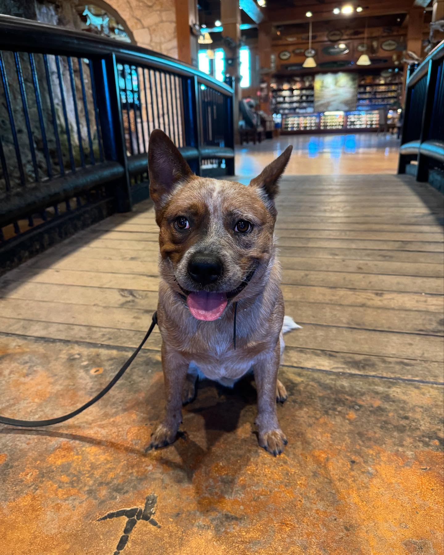 Huge thanks to @bassproshops being dog friendly and letting our furry friends join us on our trips! Bear got some awesome training in and met some fishy friends!🐟🐶