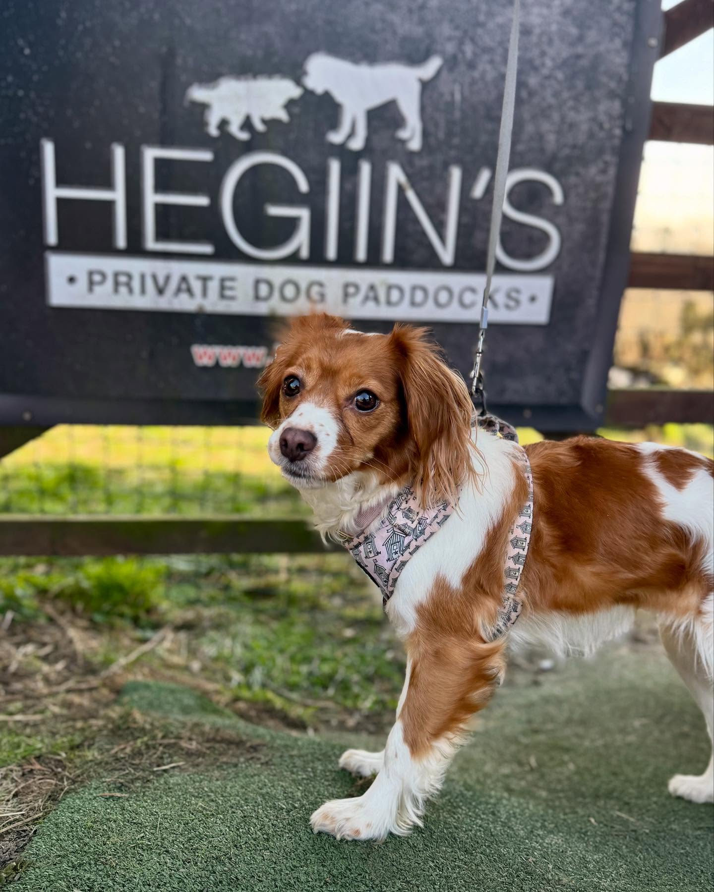 Treacle can’t wait for the fun to begin! 🐾
📍Hegiin’s Private Dog Paddocks
#dog #walk #funtimes #dogpark #dogfield #secure #private #paddocks #halifax #huddersfield #brighouse #elland #southowram #dogwalker #booknow