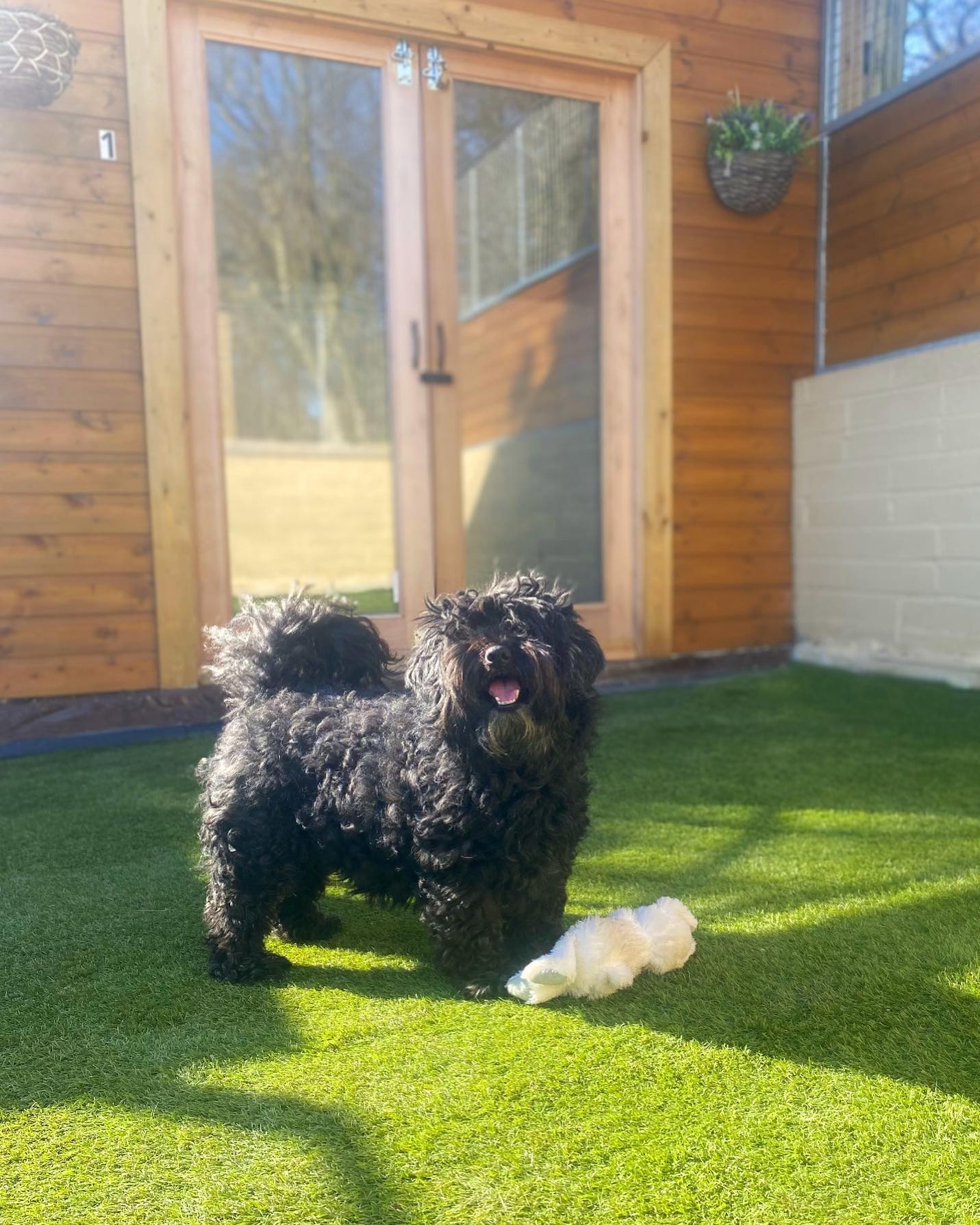 Rosie loving the winter sunshine!☀️ Spring is just around the corner 🌸
#happydoglife #dogsholiday #dogboarding #dogboardingbusiness #luxurydogkennels #sunbathingdog