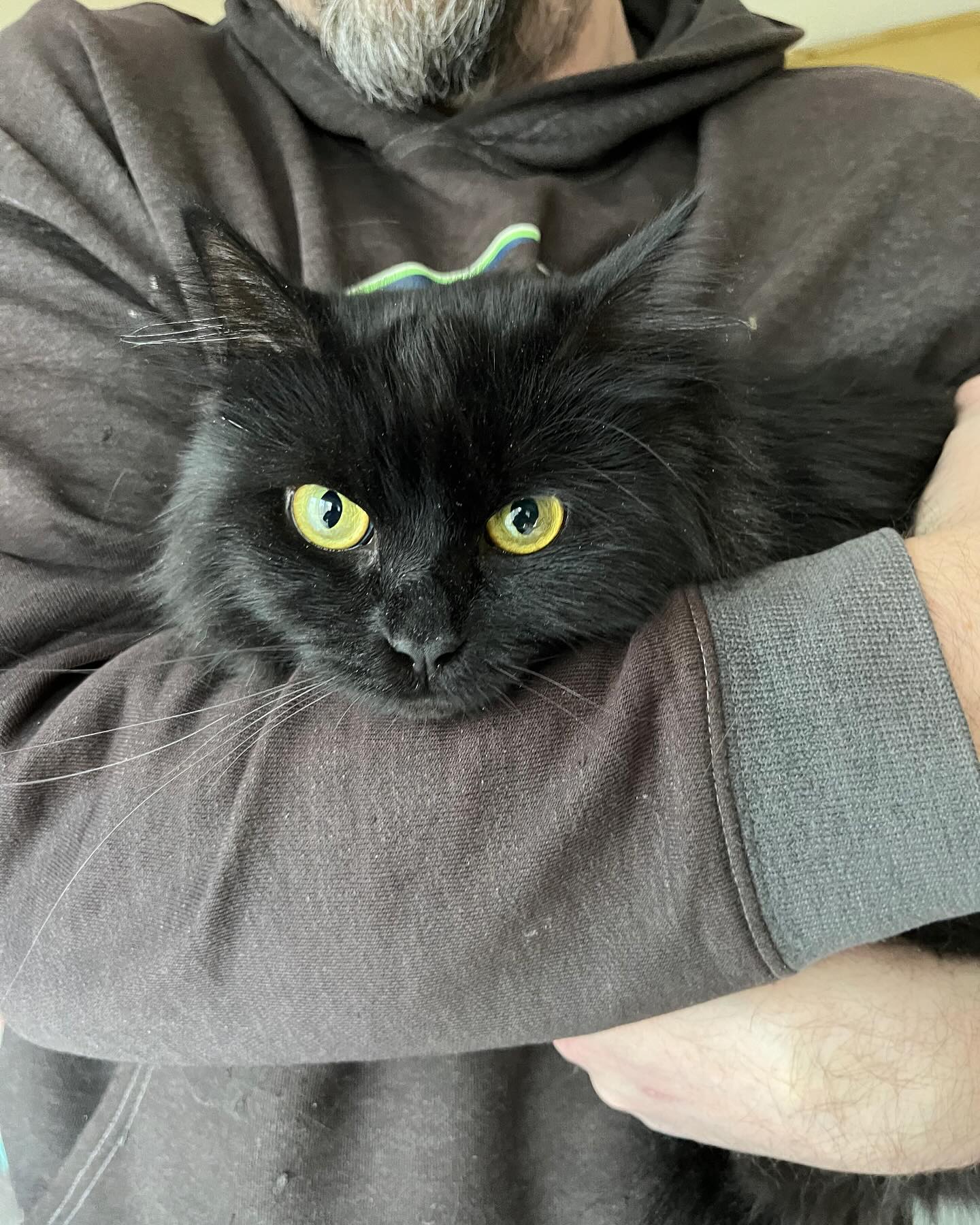 We have a new employee in the shop. Welcome this sweet and lovely lady, Angel. #shopkitty #blackcat #woodworkingcat