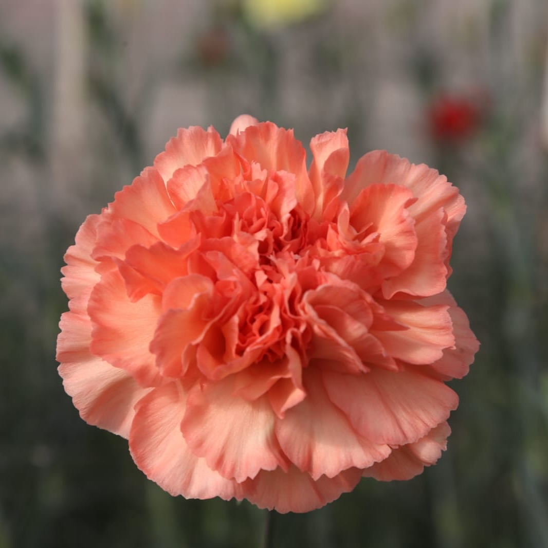 Standard variety
.
.
.
.
.
.
.
.
.
.
#collection #flowers #geen #greenhouse #orange #lover #company #team