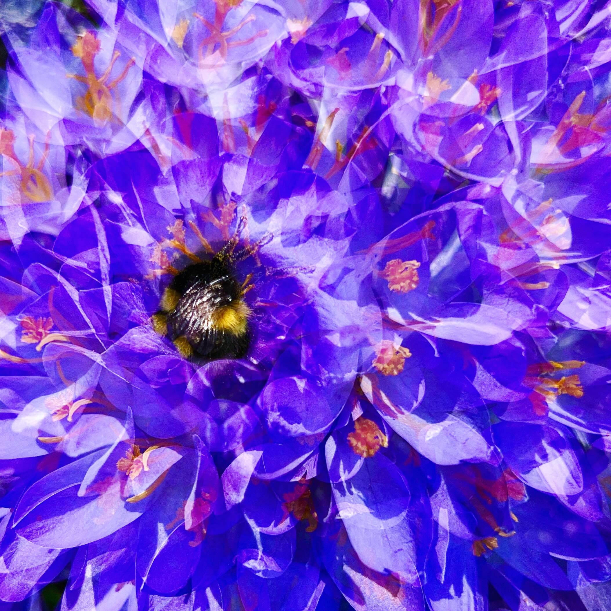 … THE FIRST FLOWERS OF THE YEAR … #experimentellefotografie #multiexposure #nophotoshop #incamera #mehrfachbelichtung #visualart #fineartphotography #eilenriede #abstractart #inmotion #experimentalphotography #motion #fineart #ilovehannover #hannover #artography #camerapainting #sun #lettherebelight #shadows #sunlight #celebrationoflight #ontheroad #beautyofnature #driveby #drivebyshooting #sun #flowers #sunlover #sun #krokus #hummel