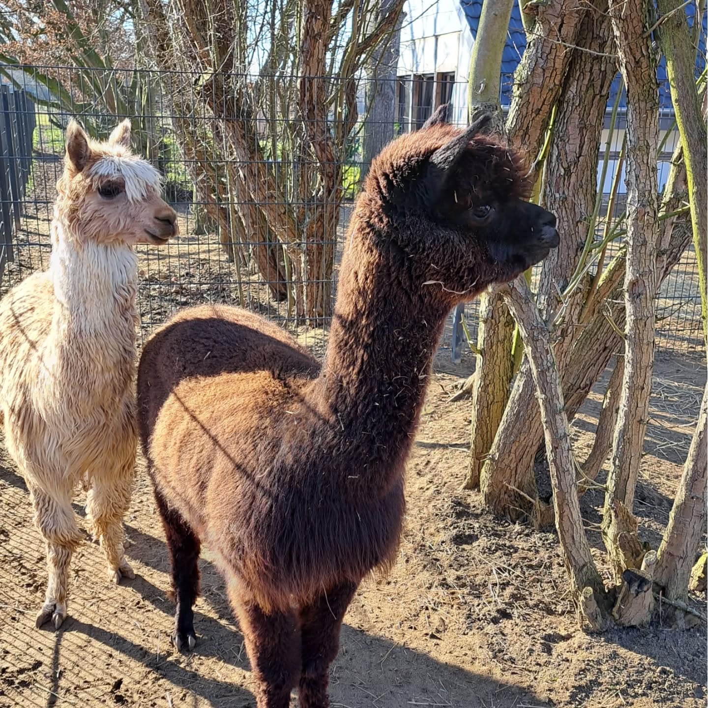 Herzlich Willkommen im Team. Heute möchten wir euch unsere zwei neuen Alpakas vorstellen. Pepe und Benji sind nun ein Teil unserer Wandertruppe. Pepe ist ein sehr ruhiger Charakter und ist der gemütliche von den Beiden. Benji hingegen ist ein kleiner Draufgänger und bringt ordentlich Schwung in unsere Truppe. Aber eins haben die Beiden gemeinsam, sie sind sehr ruhige, entspannte Wegbegleiter bei unseren Wanderungen. Hast du Lust sie kennenzulernen?