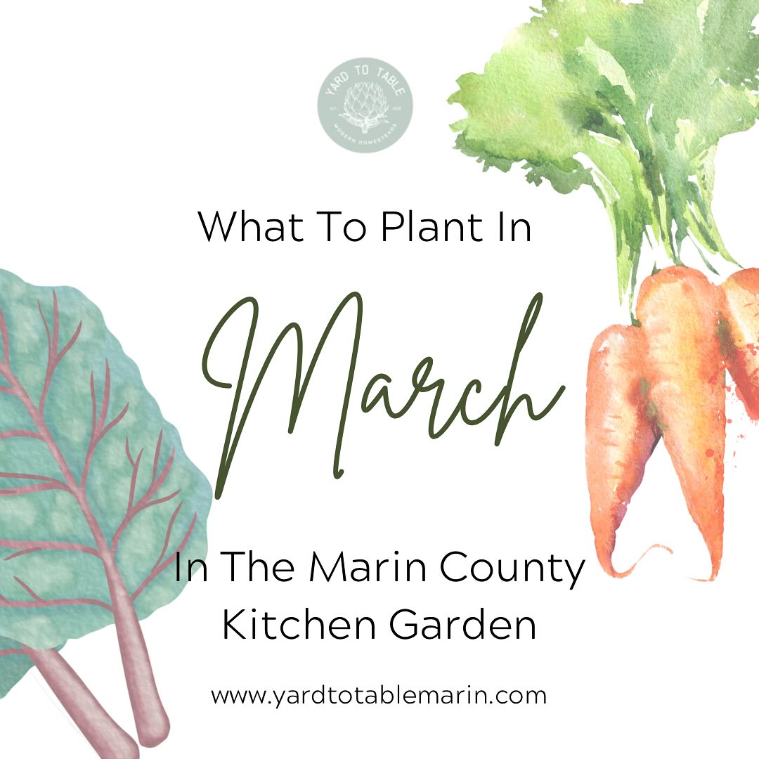 March is finally here and there is so much to do in the garden this month!
Spring (cool season in the Bay Area) is still going strong and it’s time to start your Summer (warm season) veggies indoors!
I like to give my garden a good dose of nutrients with some organic vermicompost, compost, and/or a well-balanced organic vegetable food (like E.B. Stones).
The weather can be unpredictable this time of year, so it helps to remain flexible. Have fun with this season full of promise, hope, and excitement in the garden ahead!
What are you going to plant now and what are you getting ready for summer? I would love to hear!